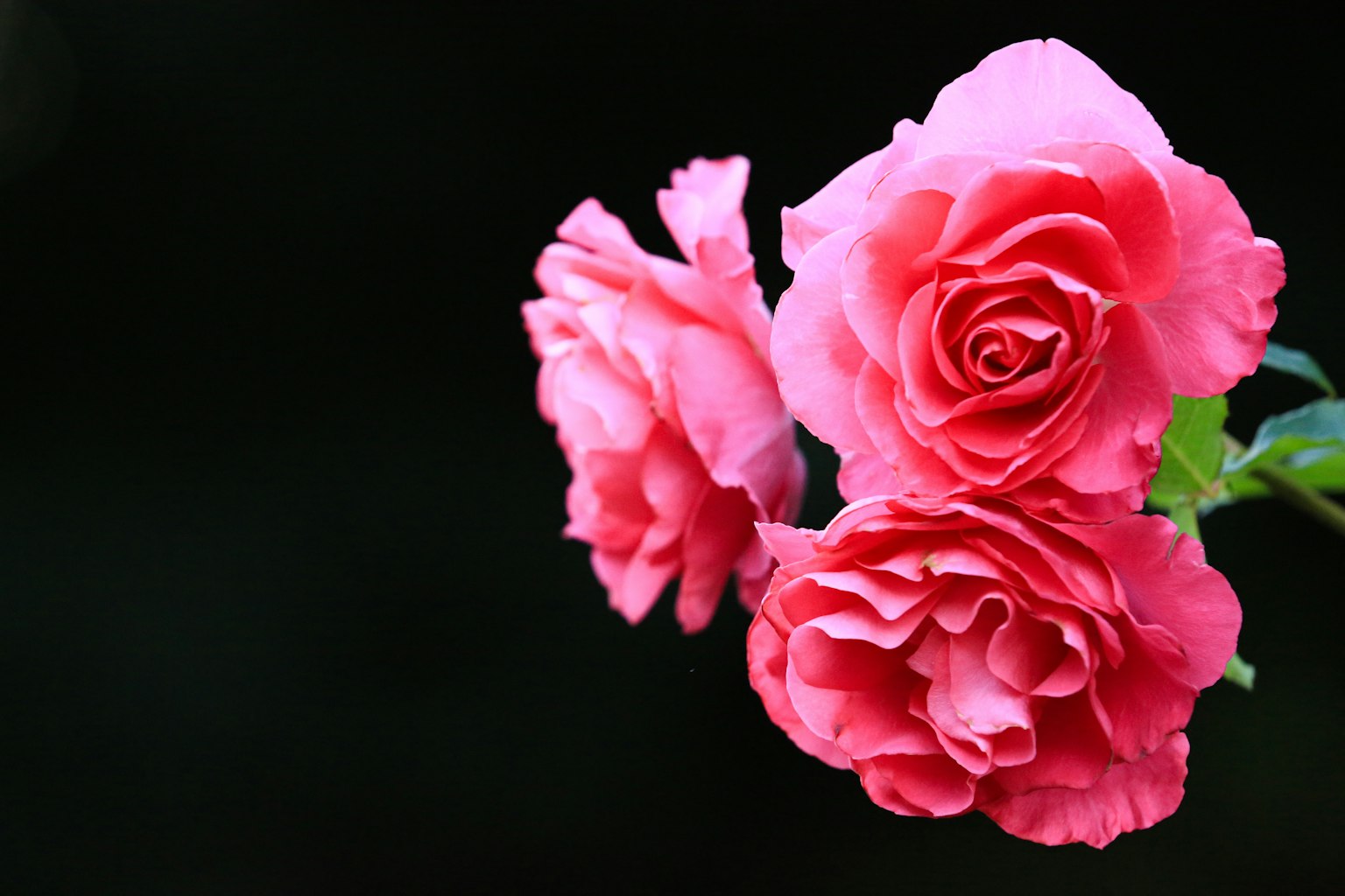 Tres rosas rosas vibrantes floreciendo sobre un fondo oscuro