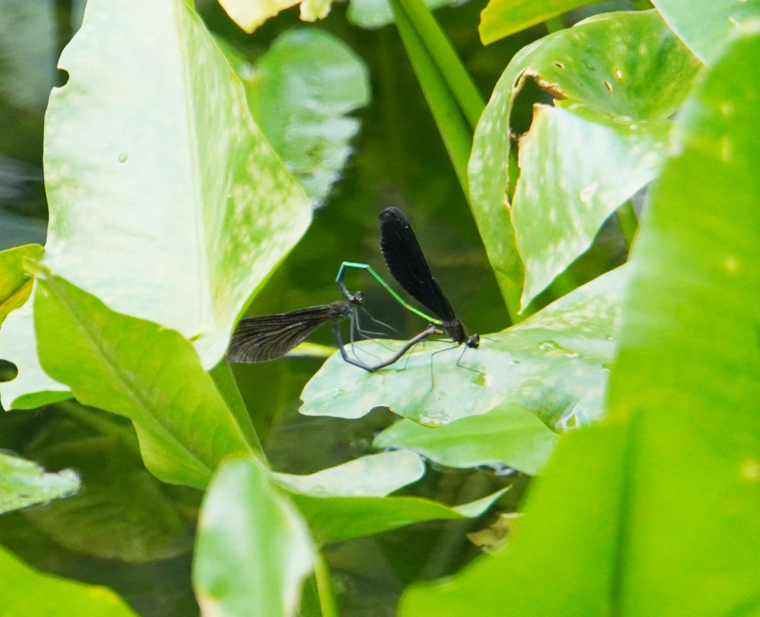 Libellula nera che riposa su foglie verdi