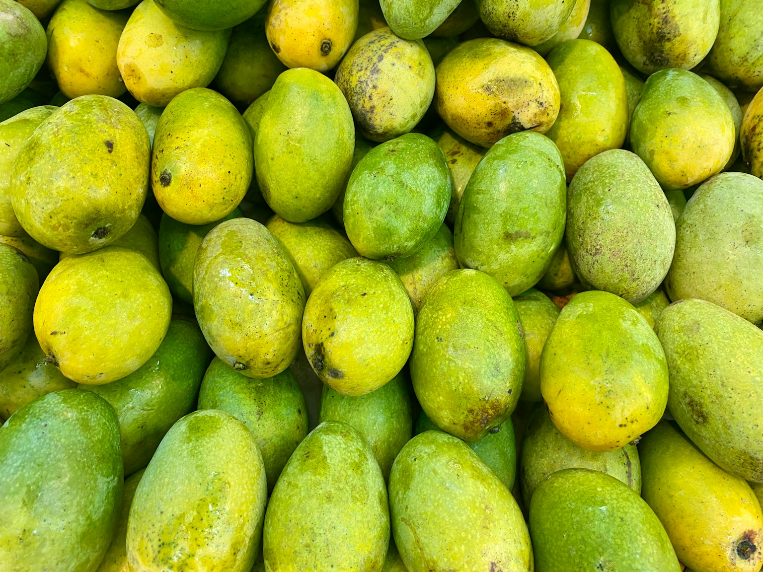 Một đống lớn xoài xanh với nhiều sắc thái khác nhau
