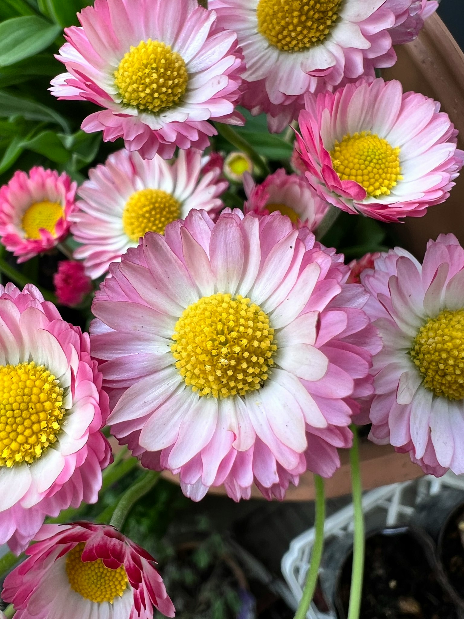 Fiori rosa vivaci raggruppati con centri gialli distintivi