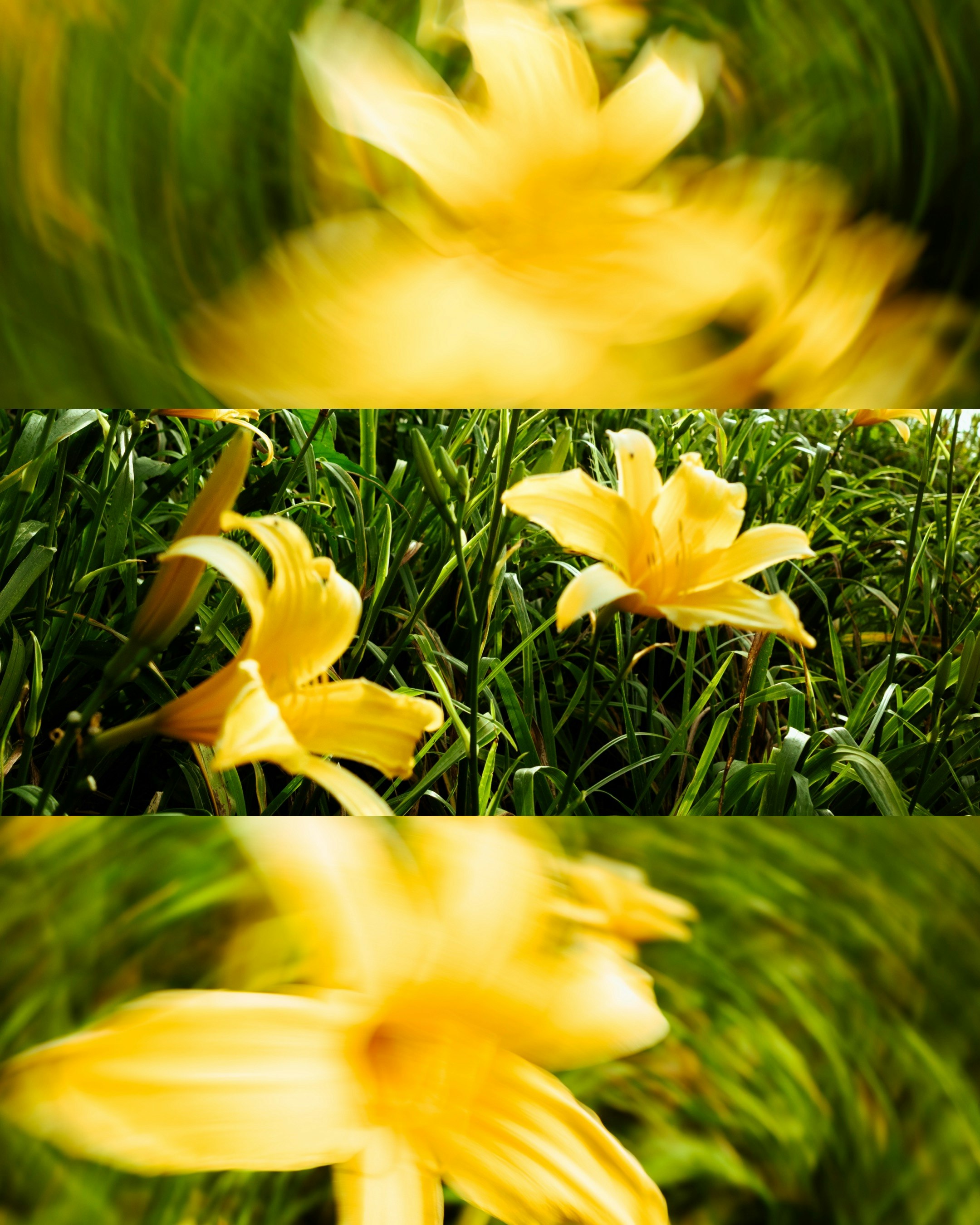 草むらに咲く黄色いユリの花