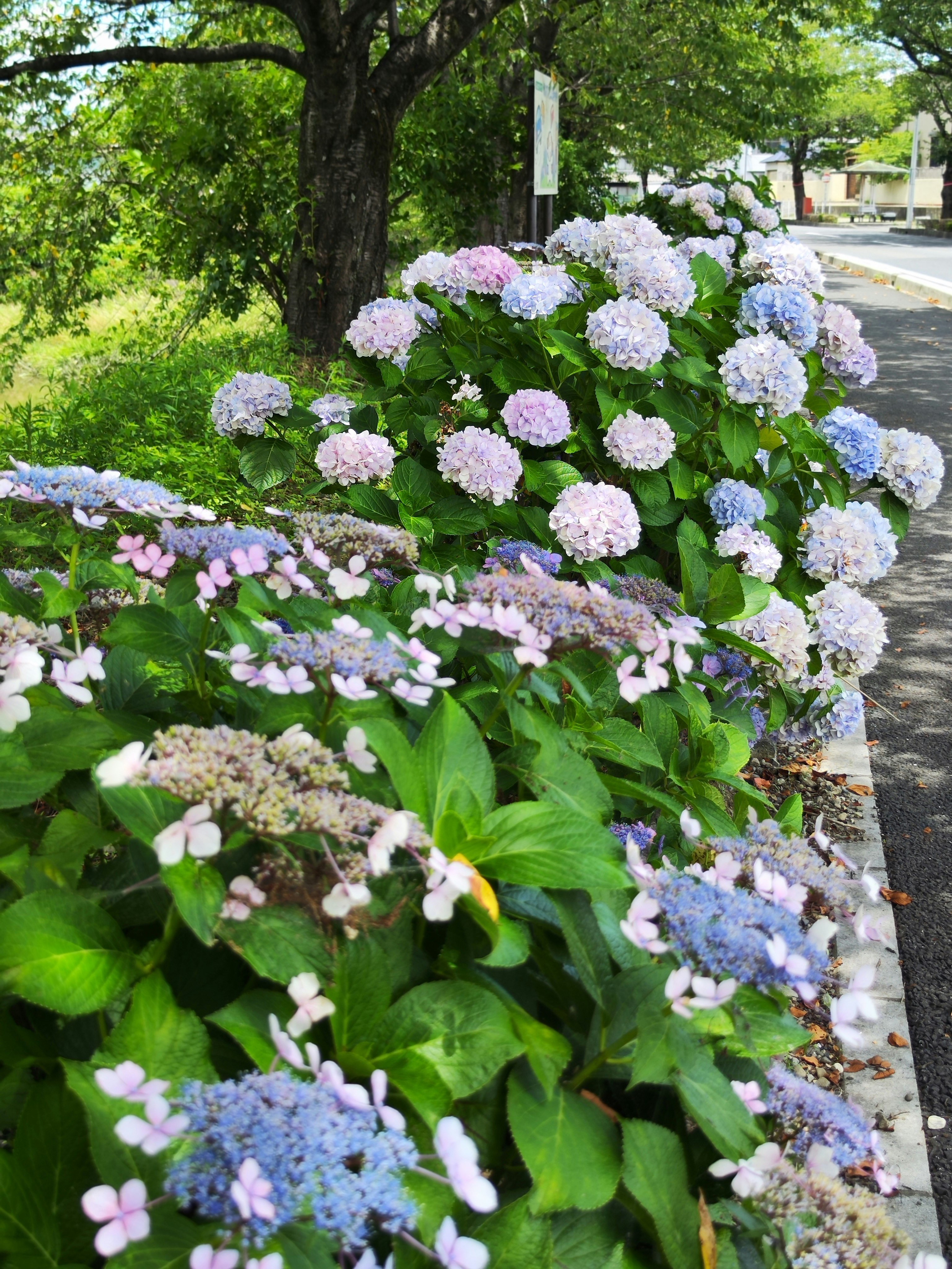並んだ紫陽花の花壇と小道の縁