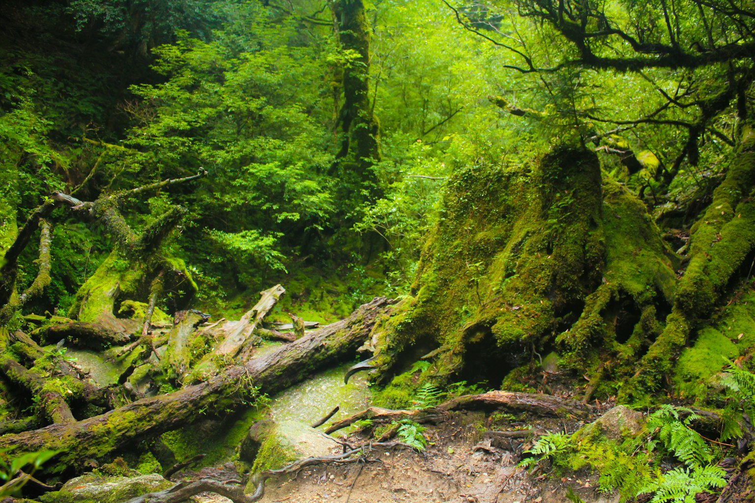 Bosque verde frondoso con troncos caídos cubiertos de musgo y vegetación circundante