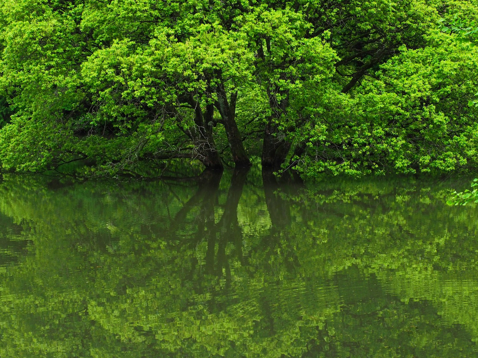 Árboles verdes exuberantes reflejándose en el agua tranquila