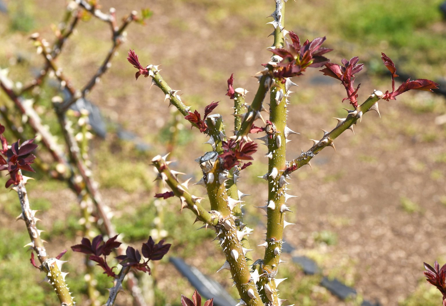 Gros plan sur une tige de plante épineuse avec de nouvelles feuilles qui émergent