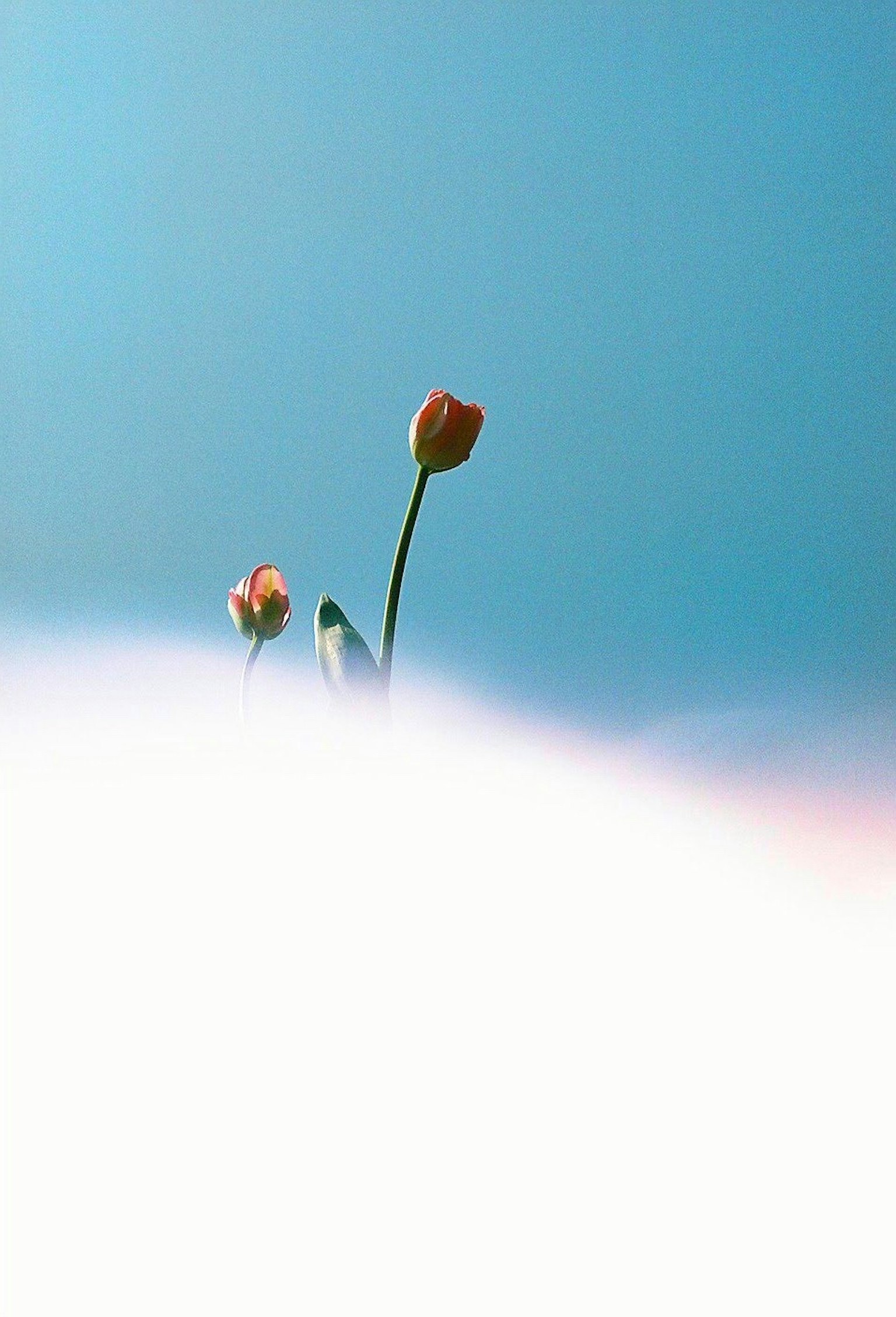 Red flower buds standing against a blue sky