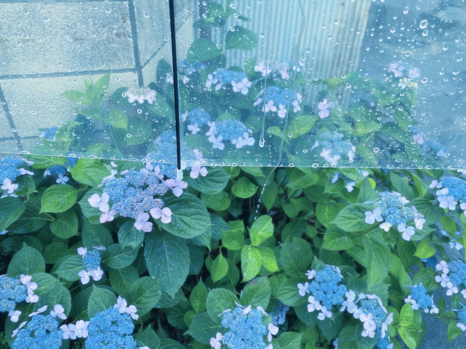 Vue de fleurs bleues et de feuilles vertes à travers du verre