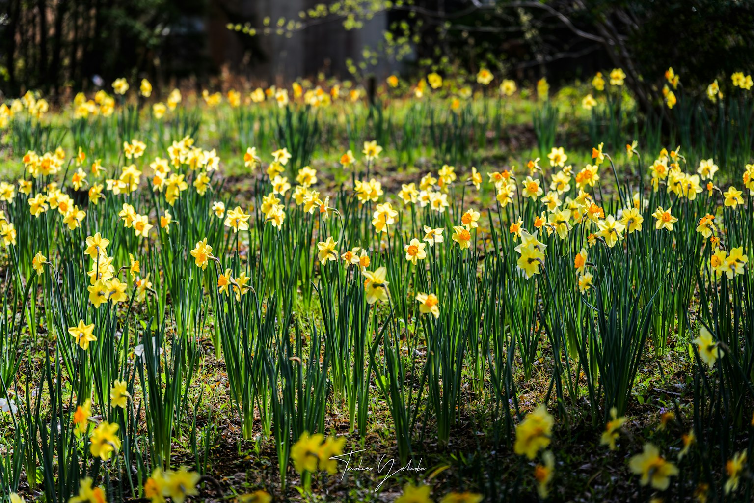 Champ de jonquilles jaunes en fleurs entouré d'herbe verte