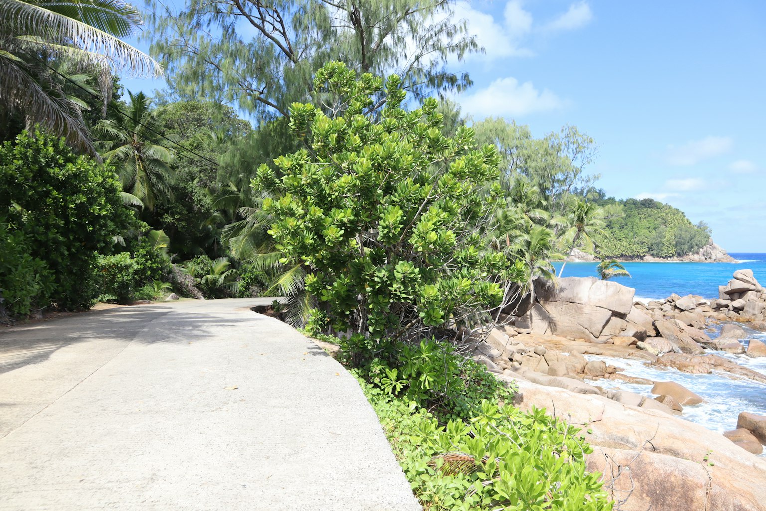 Un chemin pittoresque le long d'une plage rocheuse avec une végétation luxuriante et un océan bleu