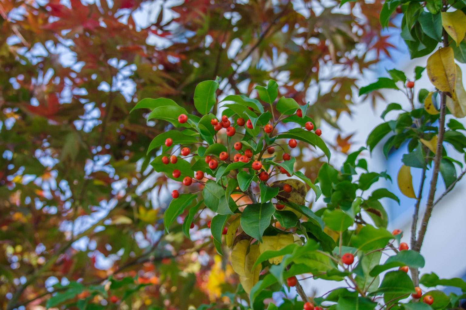 Foglie verdi con bacche rosse e uno sfondo di fogliame autunnale