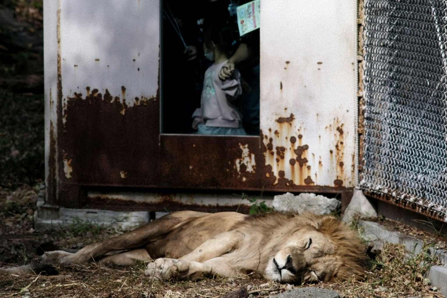 A lion lying down with an old shed in the background