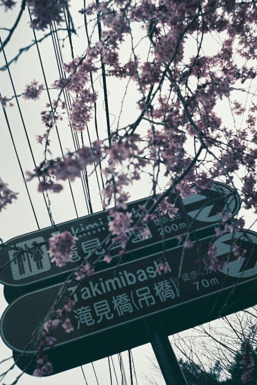 桜の枝と高架の案内標識が交差する風景