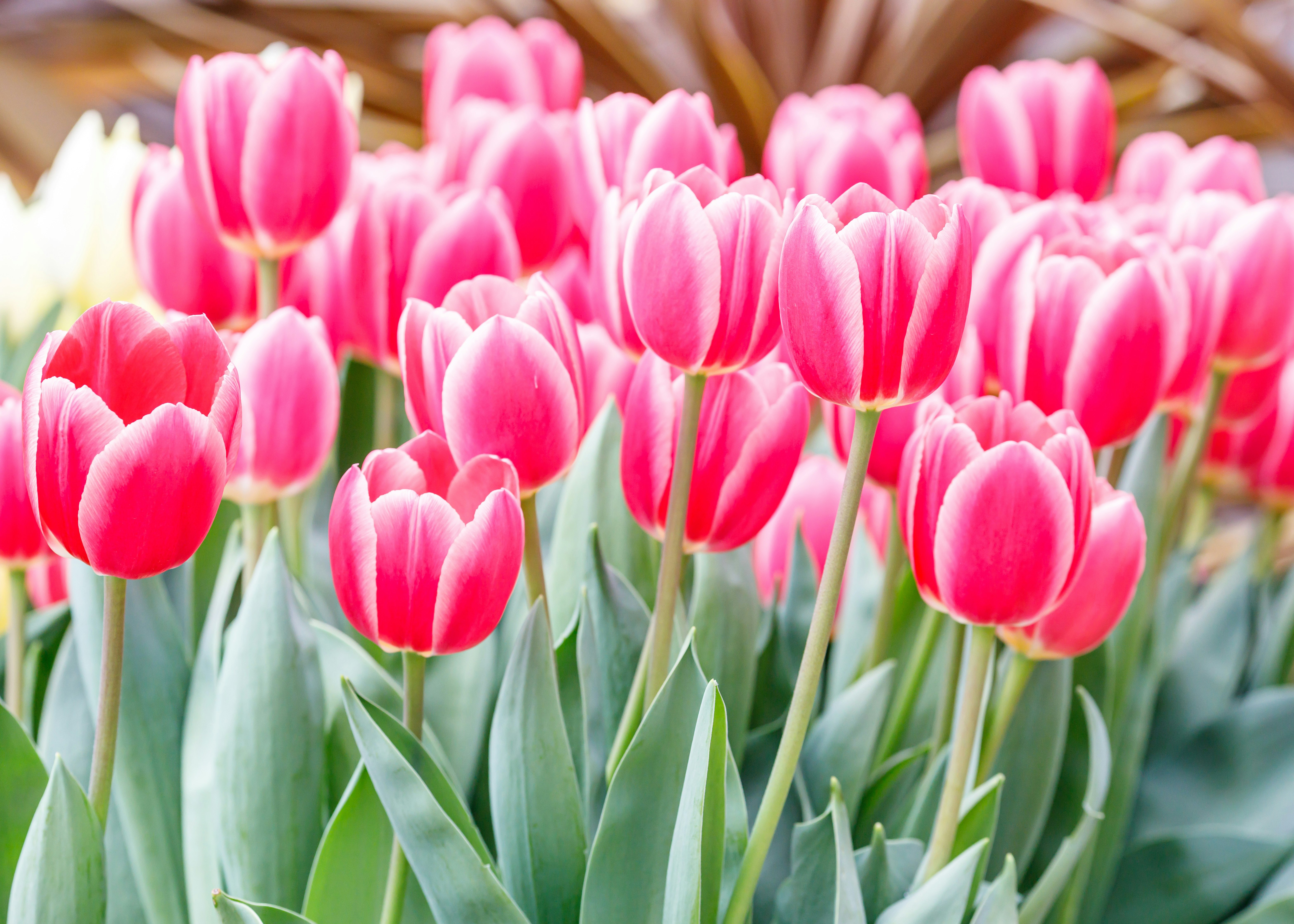 ピンクのチューリップが咲くチューリップ畑の春の花