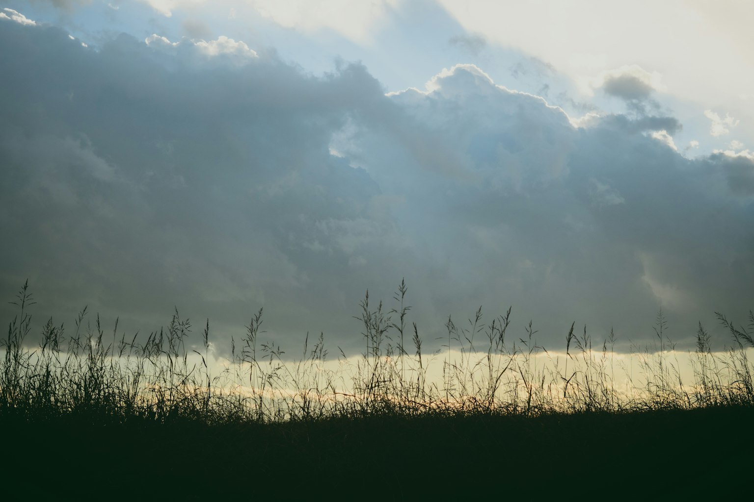 Silhouette dell'erba contro un cielo blu e nuvole