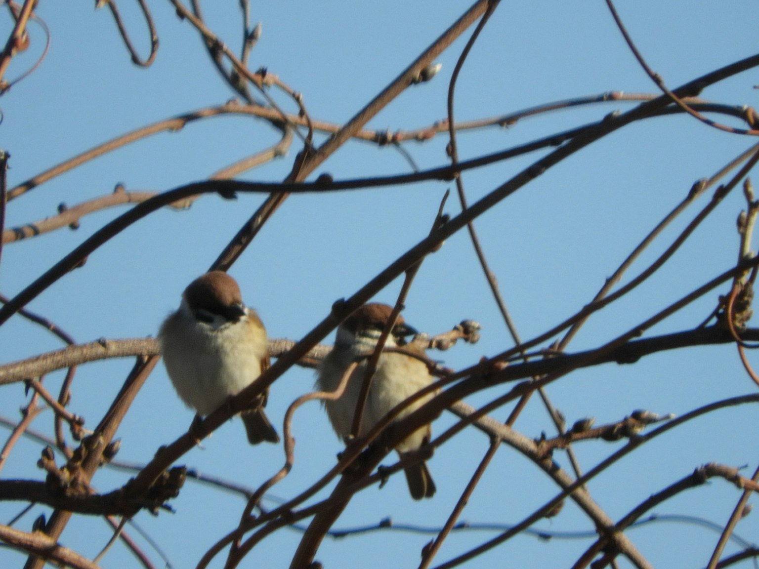 Dos pequeños pájaros posados en ramas contra un cielo azul