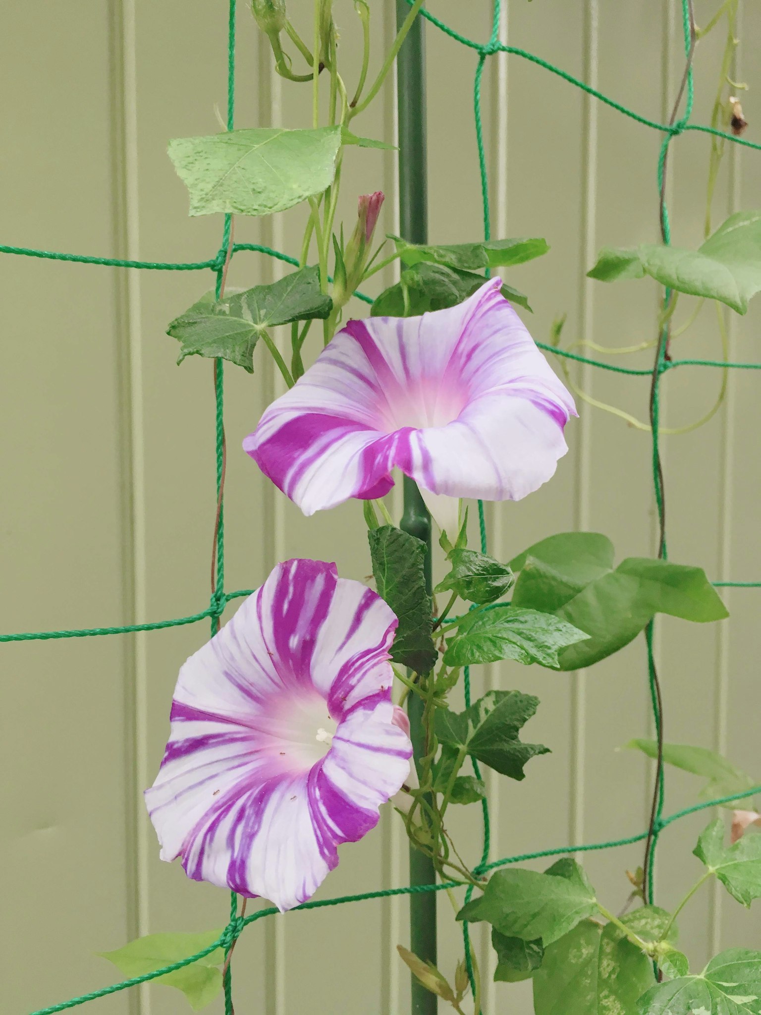 Lila und weiße gestreifte Blumen an einer Kletterpflanze