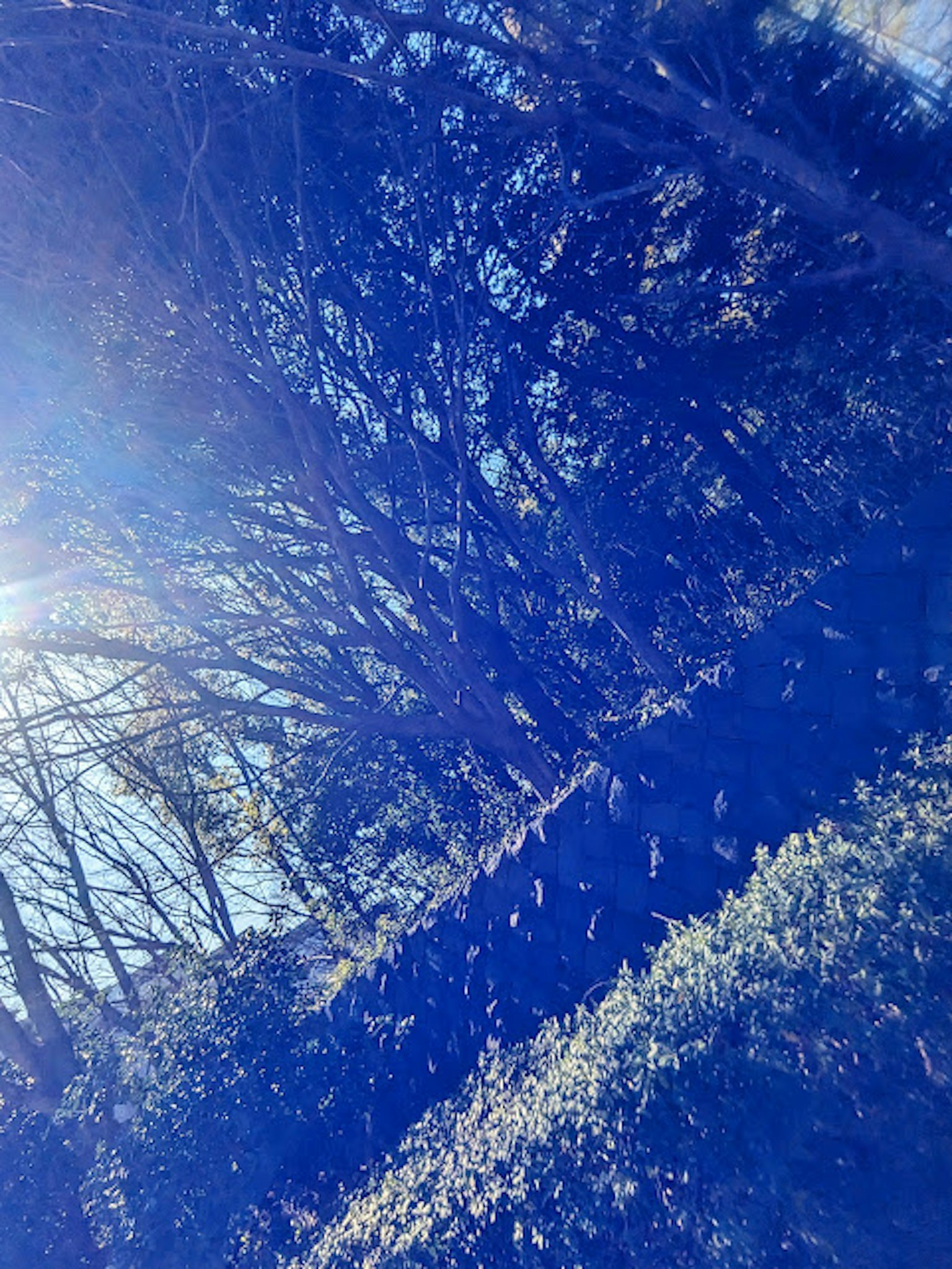 Paisaje natural con árboles y luz en tonos azules