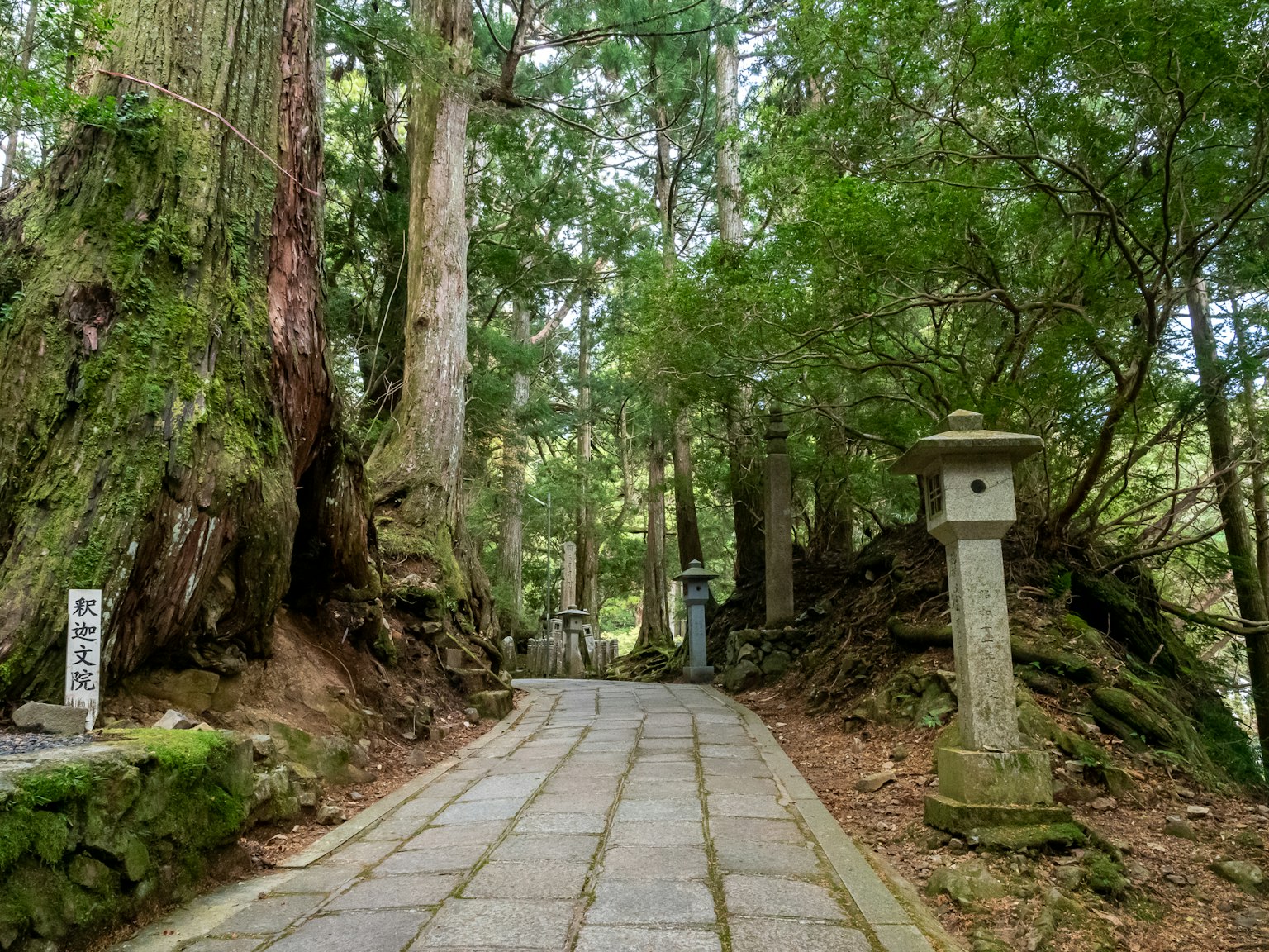 Serene forest pathway with stone paving and lanterns surrounded by greenery