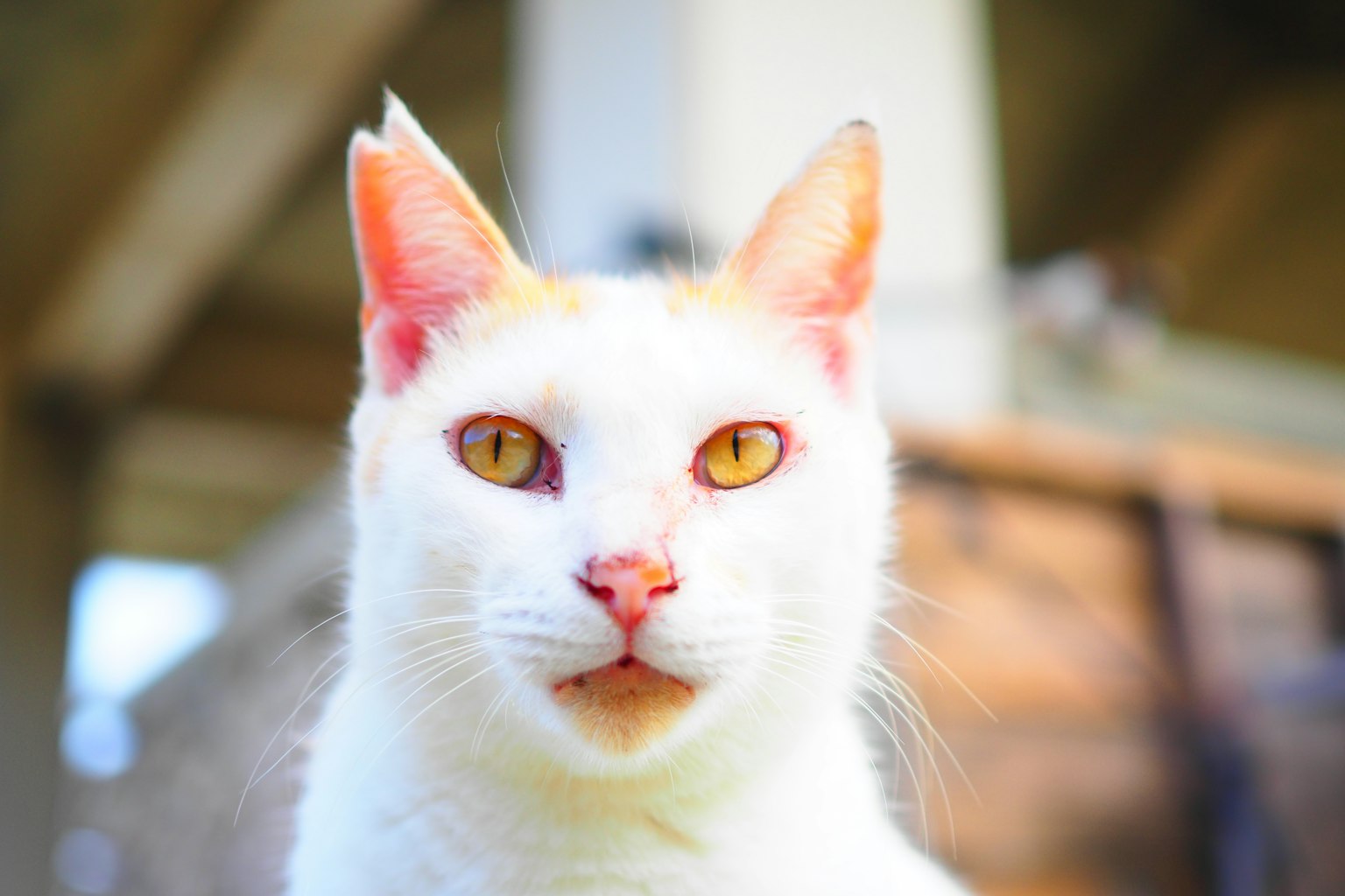 Primo piano di un gatto bianco con occhi gialli straordinari
