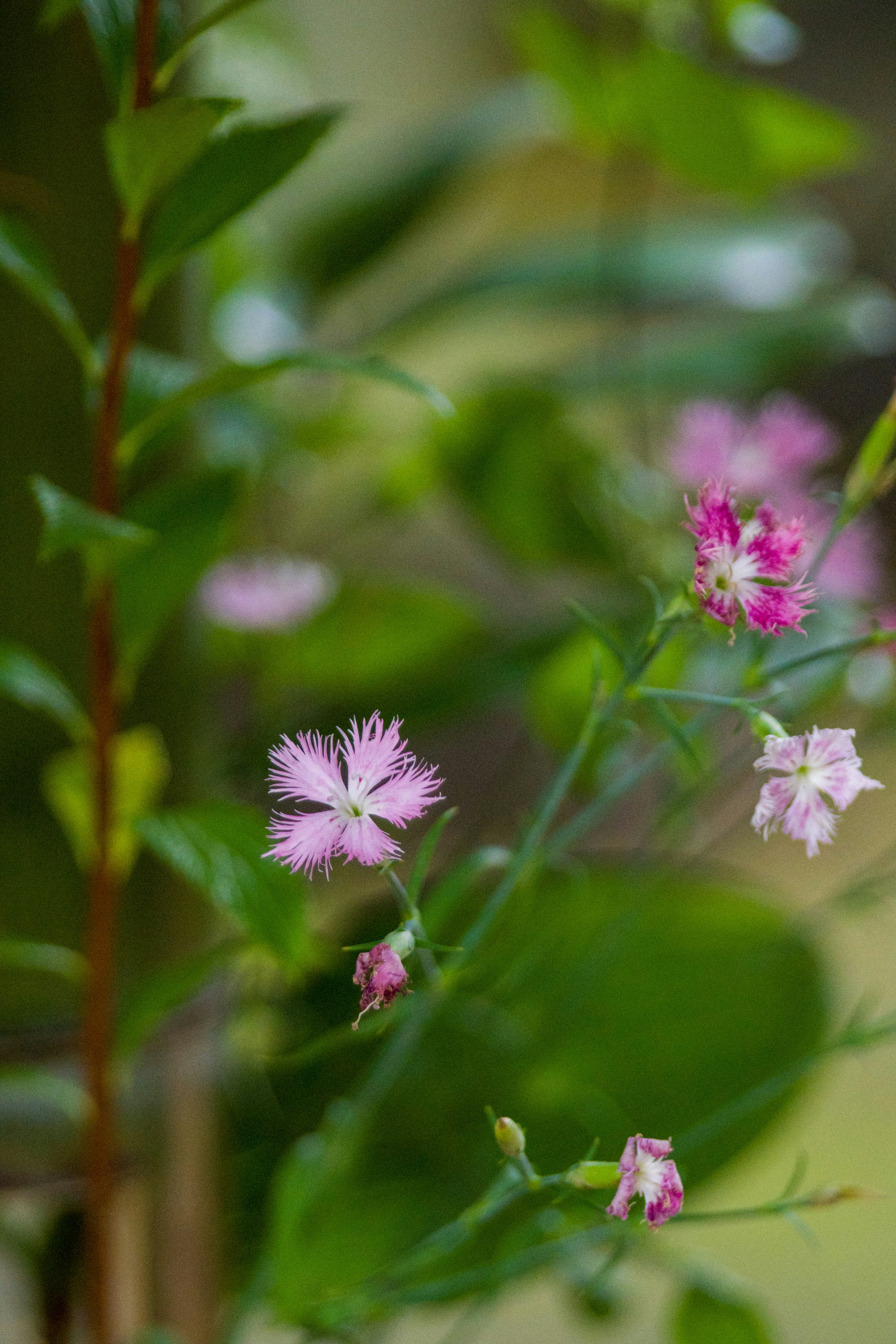 Acercamiento de una planta con flores rosas delicadas rodeada de hojas verdes
