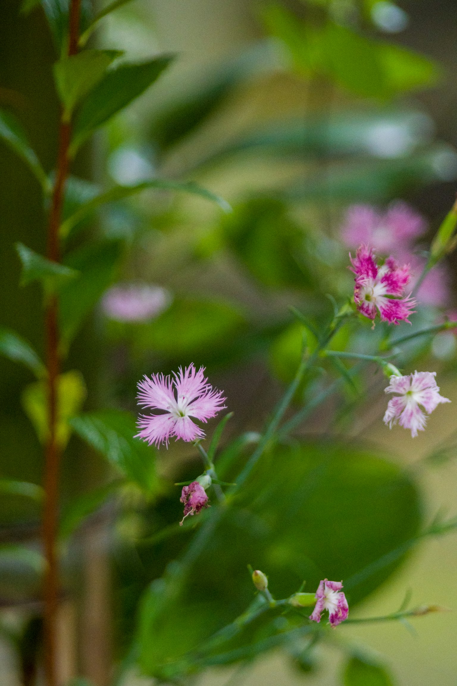 Primo piano di una pianta con fiori rosa delicati circondata da foglie verdi