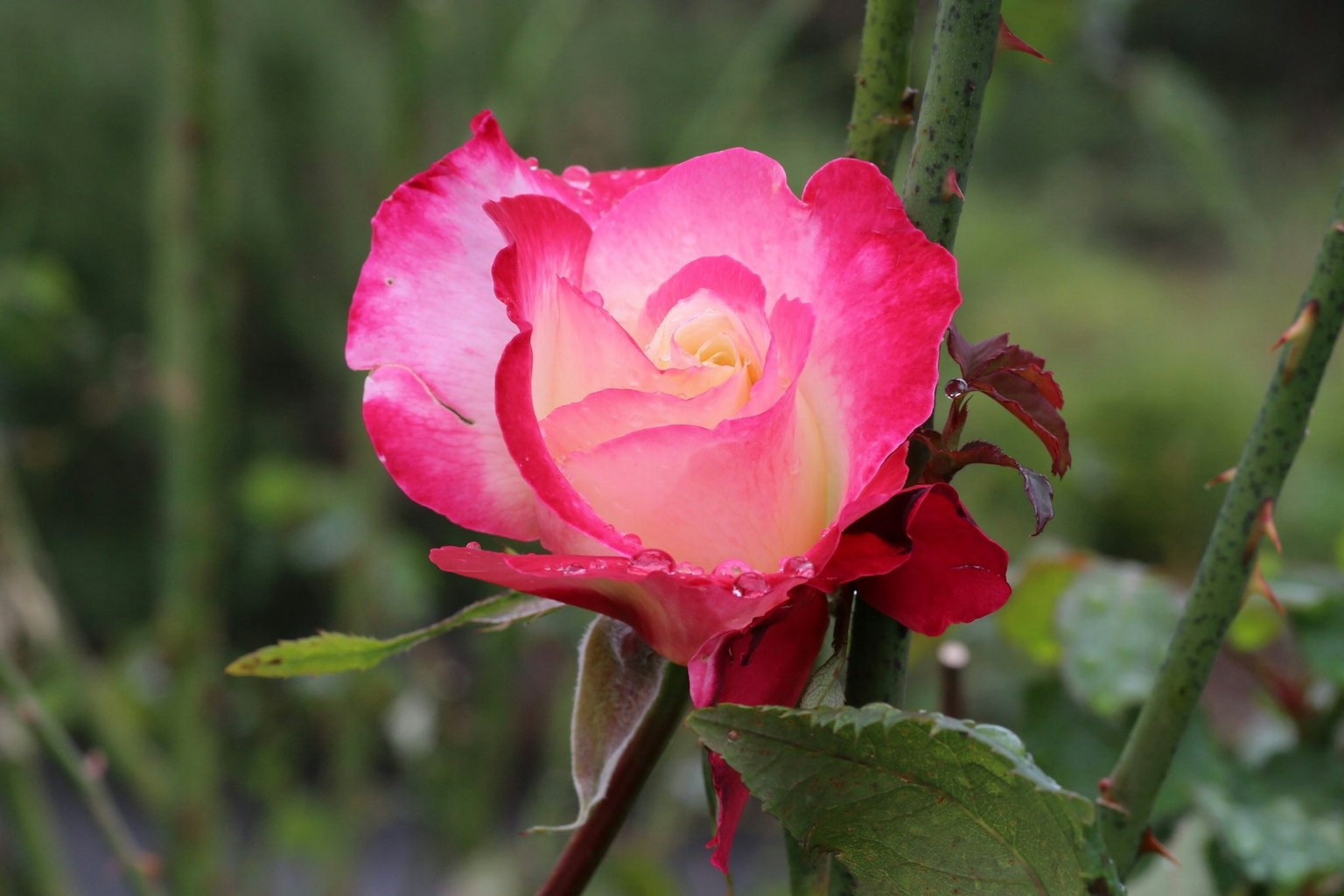 Una rosa vibrante rosa e bianca in fiore