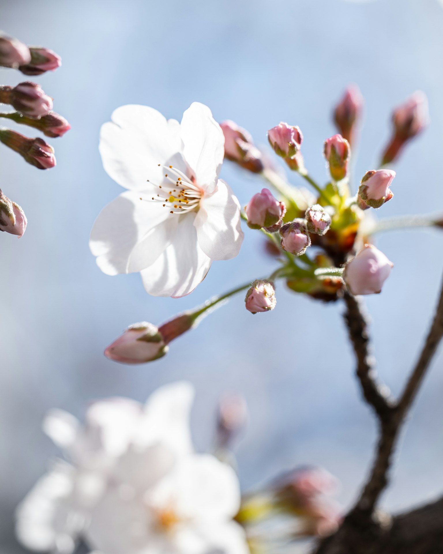 Bunga sakura dan tunas mekar di bawah langit biru
