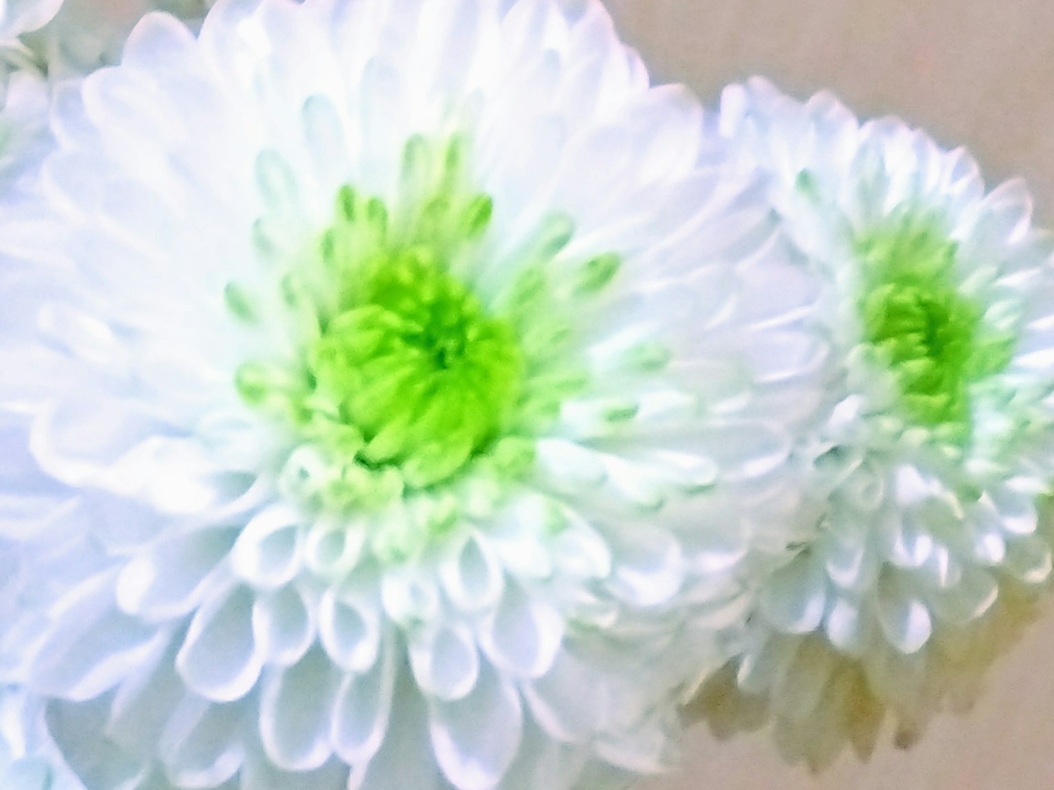 Primer plano de grandes flores de crisantemo blancas y verdes
