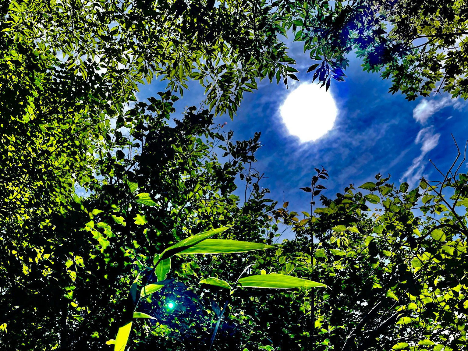 阳光明媚的天空和绿色叶子环绕的太阳景观