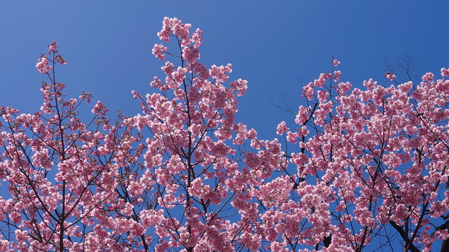 Pohon sakura yang mekar di bawah langit biru yang cerah