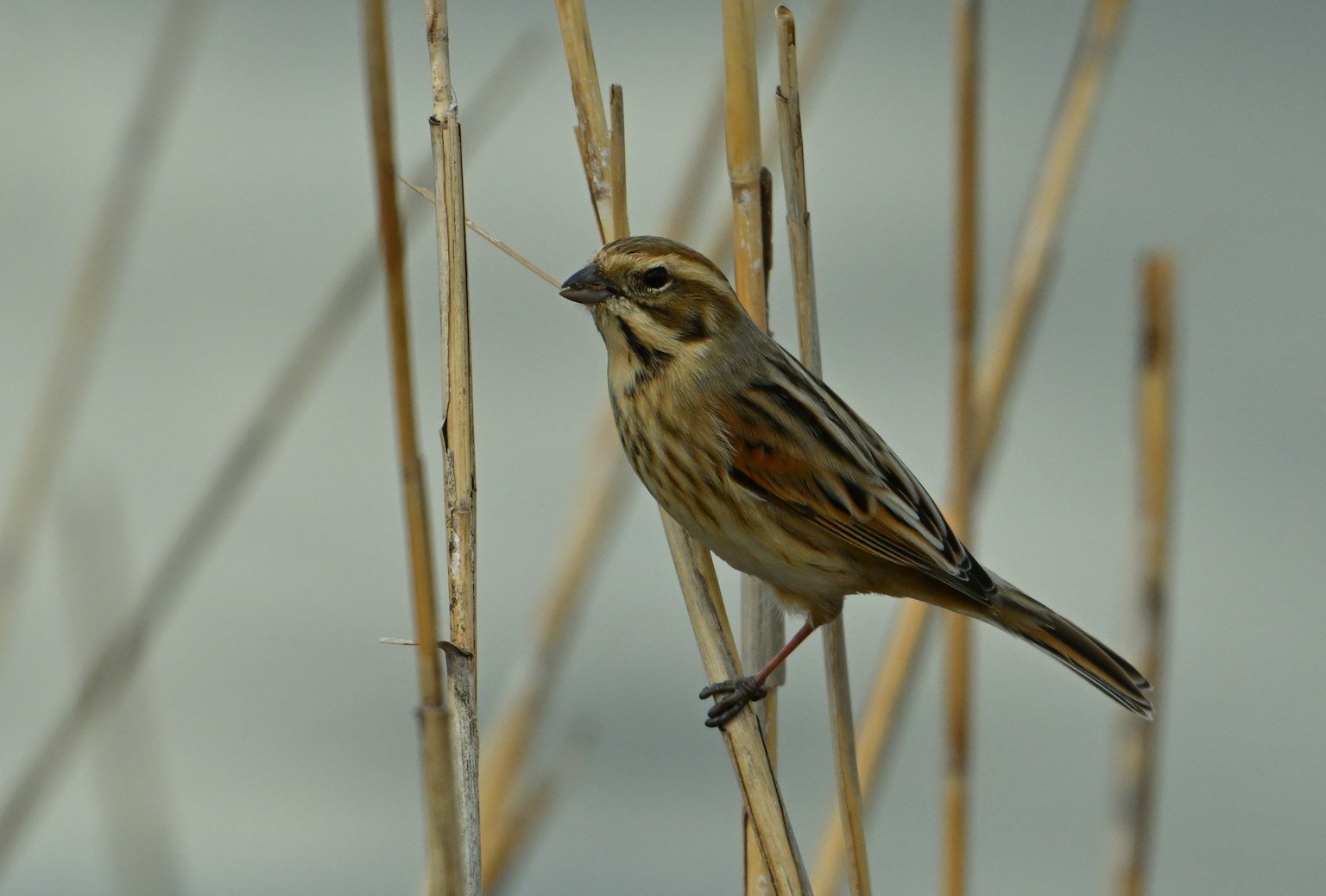 Un piccolo uccello appollaiato su sottili canne in un ambiente naturale