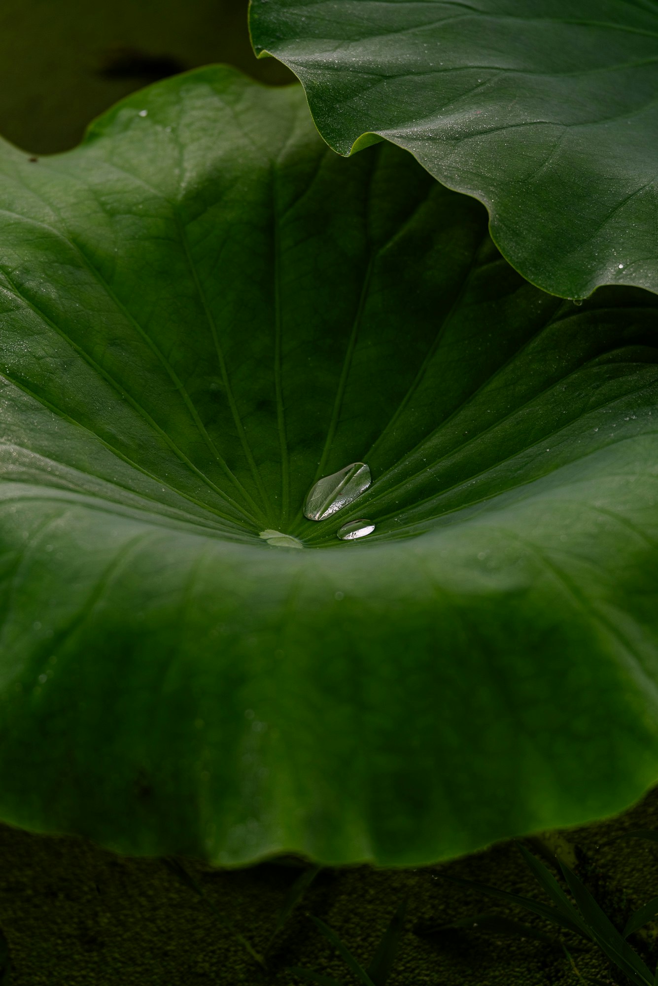 ハスの葉の上にある水滴のある緑の葉