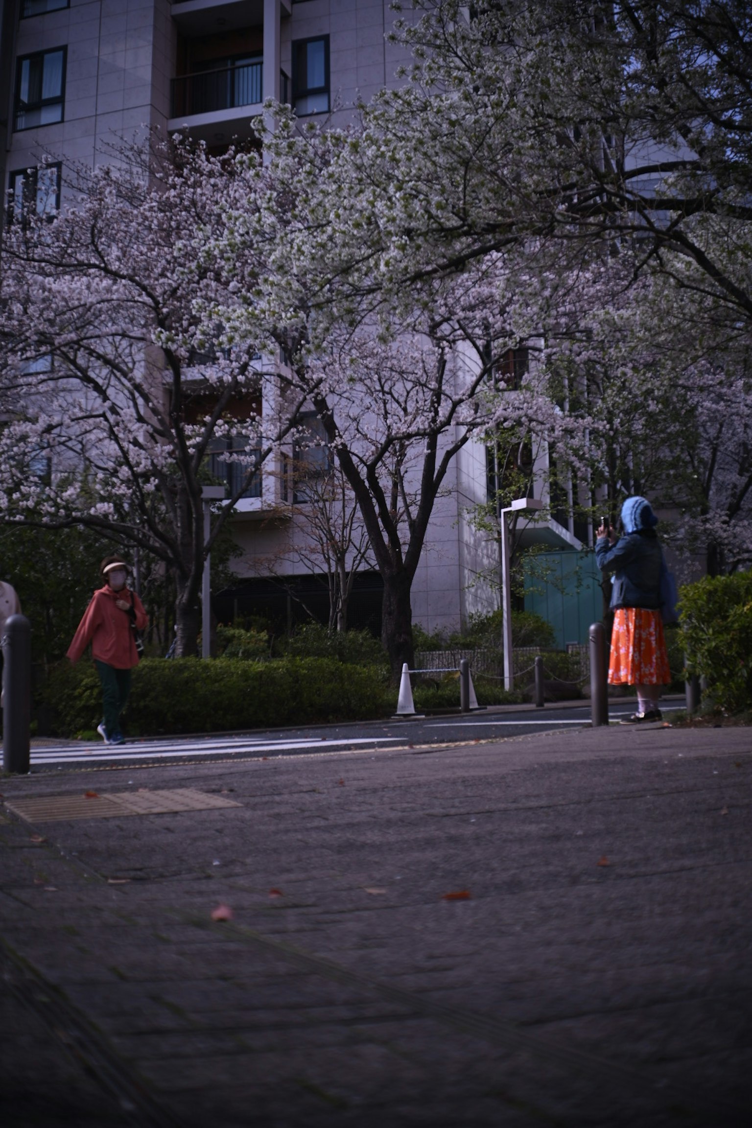 Two women walking under cherry blossom trees
