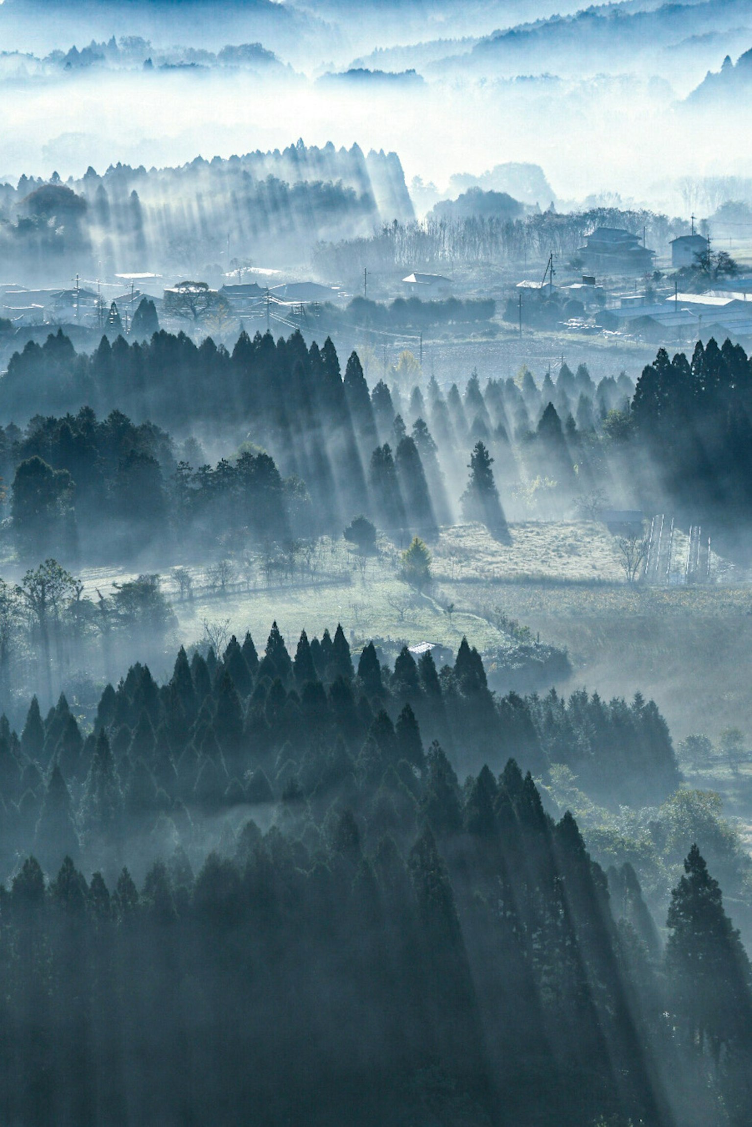 Misty forest landscape with rays of light
