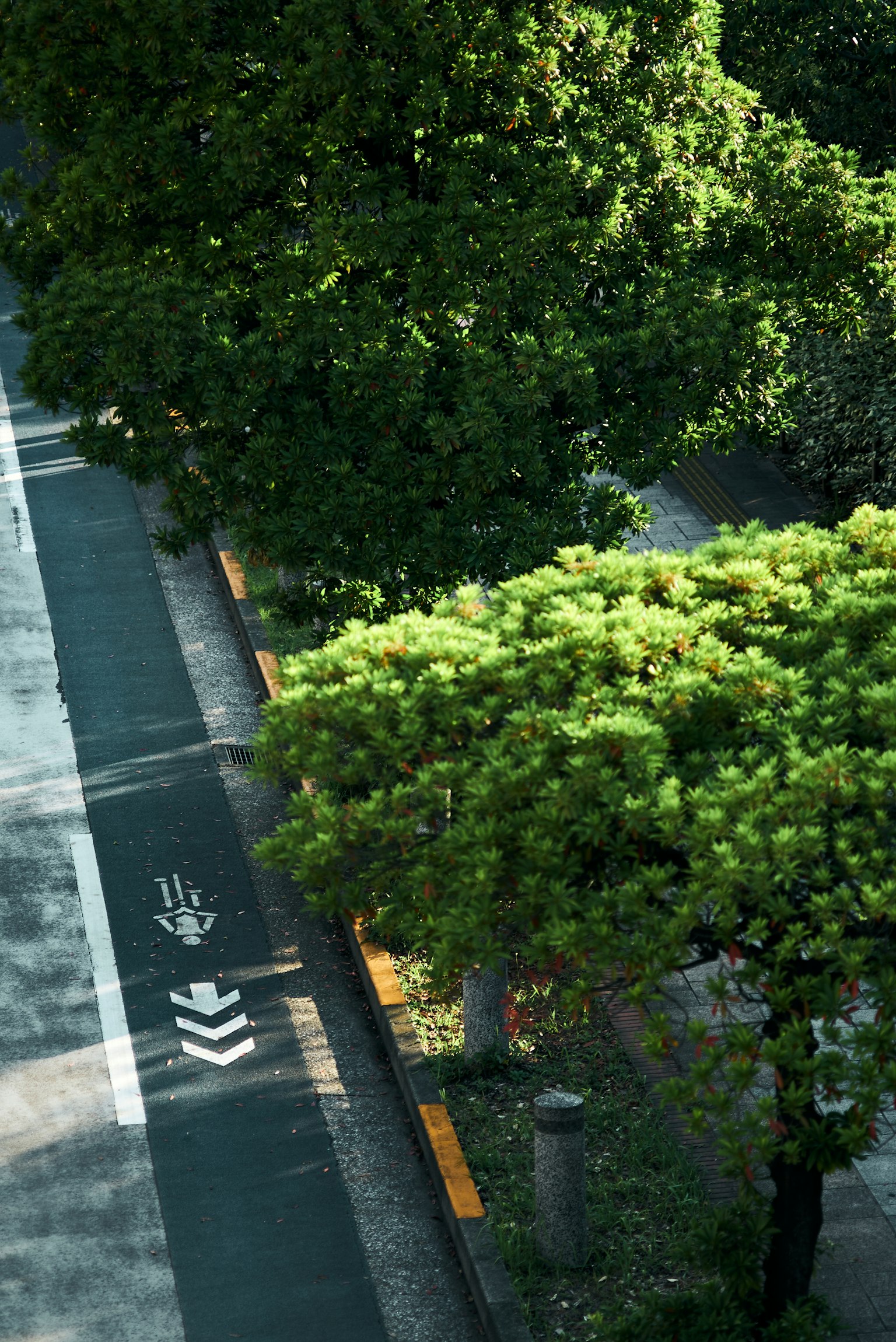 俯瞰郁郁葱葱绿树的道路