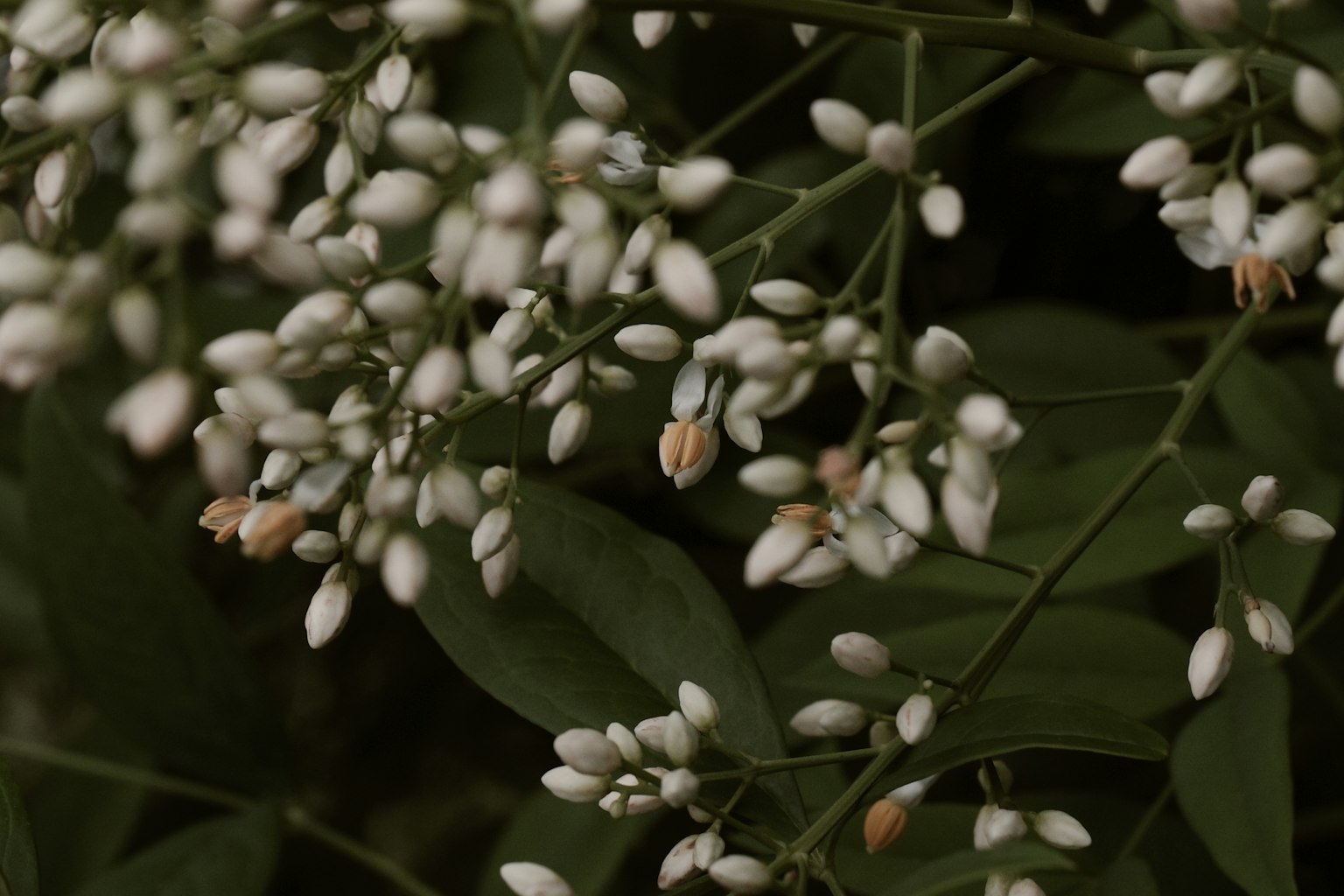特寫植物，帶有許多白色花蕾和綠色葉子