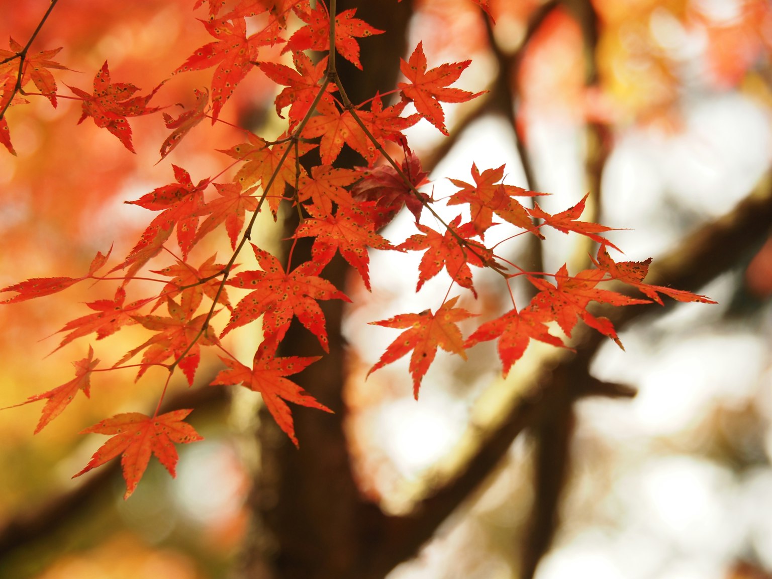 在秋光中閃耀的鮮紅楓葉