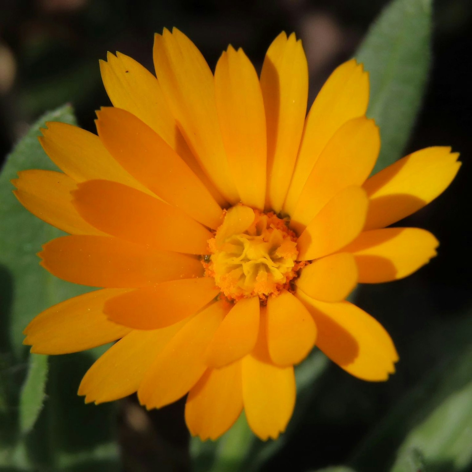 Fleur orange vif avec un centre entouré de feuilles vertes