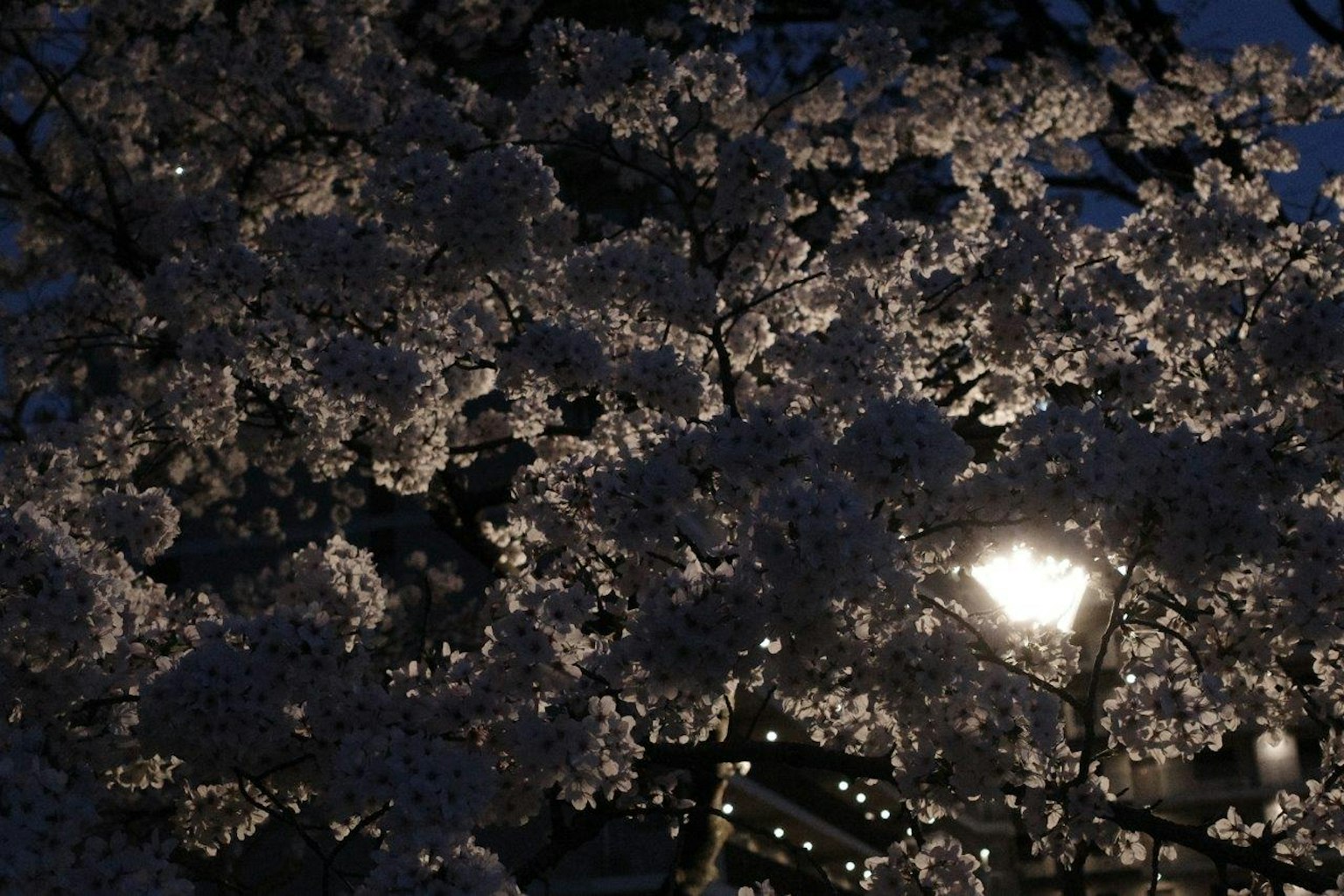 Belle scène nocturne de cerisiers en fleurs illuminés par un lampadaire