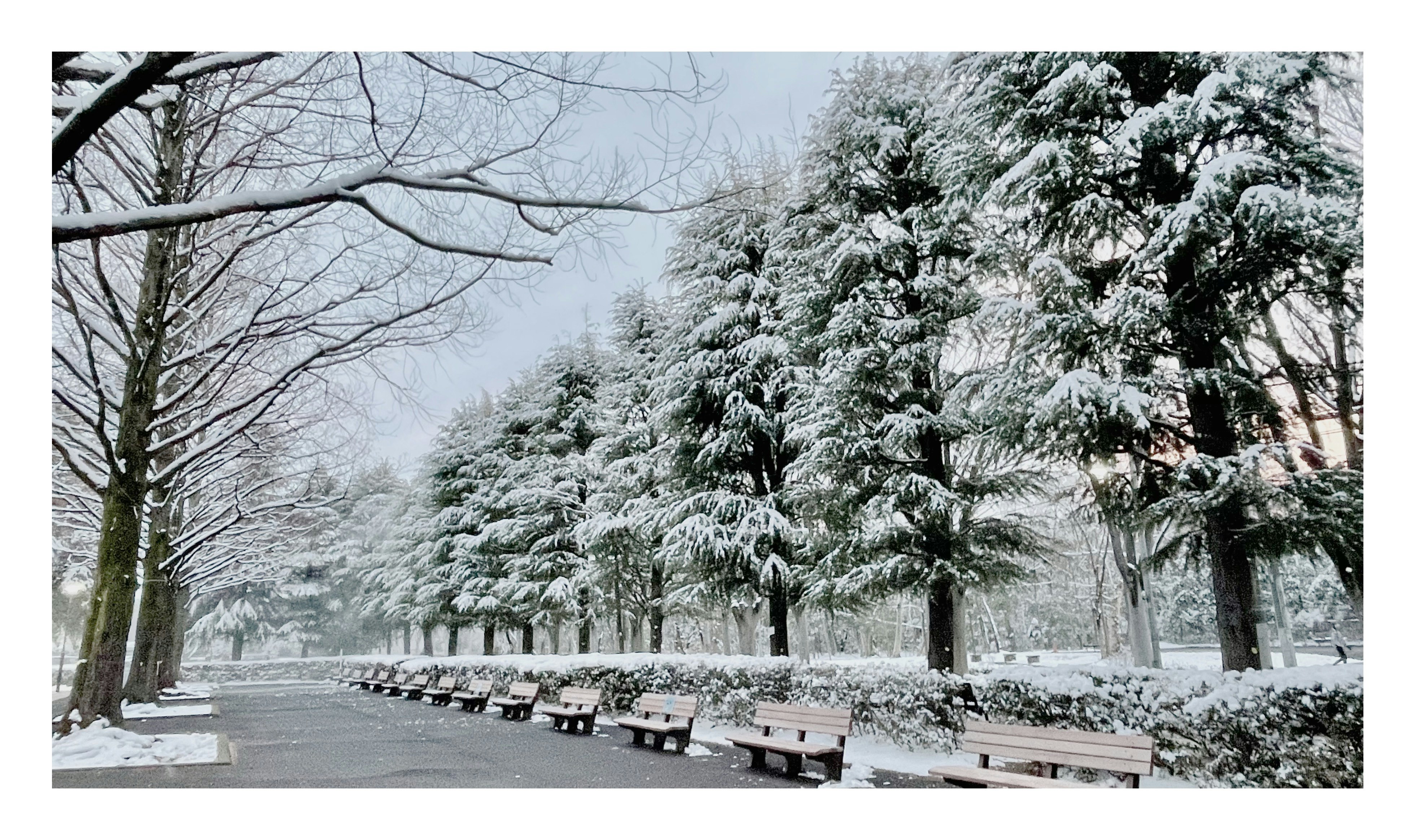 雪に覆われた木々とベンチが並ぶ冬の公園の風景