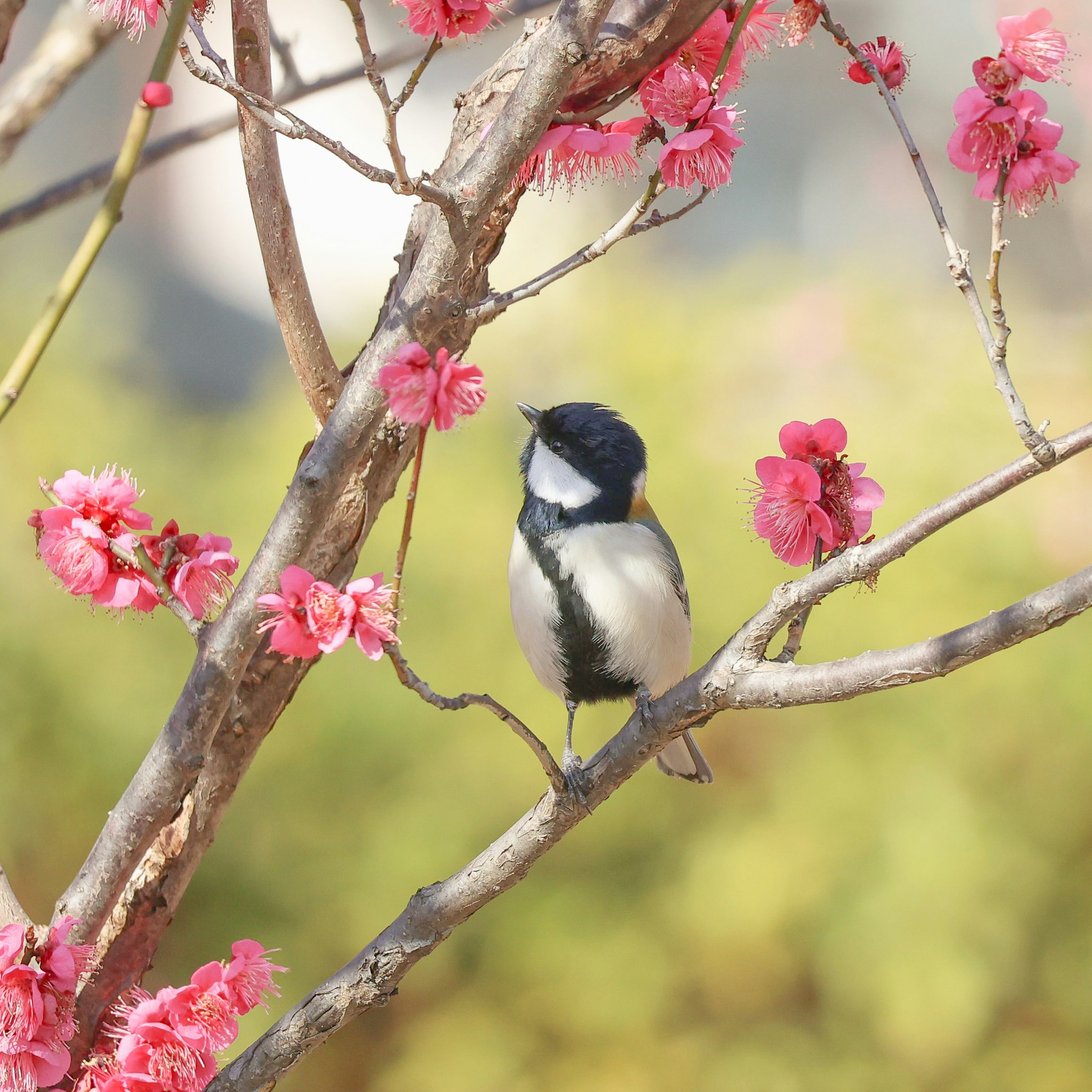 桃色の花が咲く枝にとまる小鳥