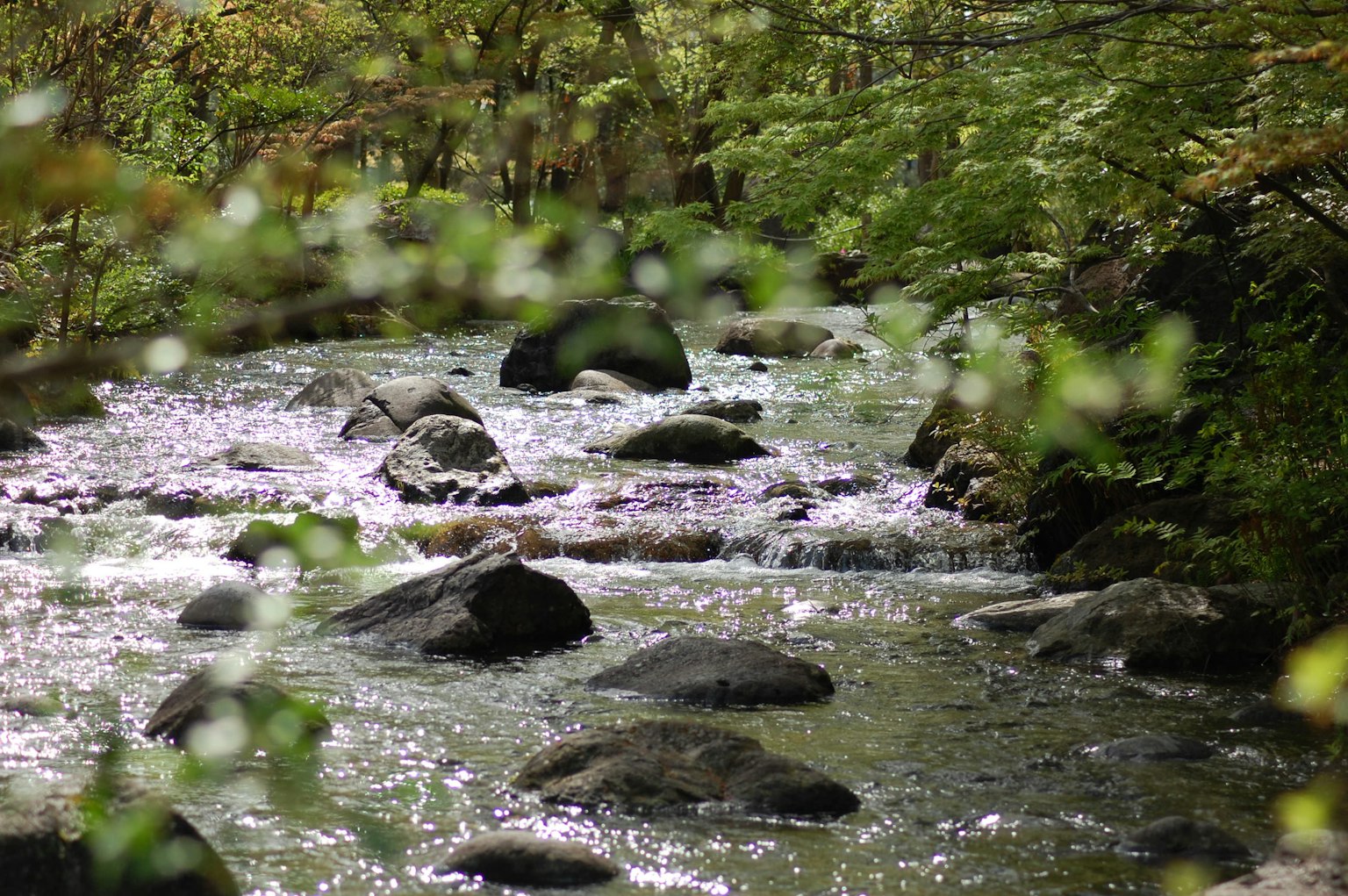 Un arroyo que fluye a través de un bosque frondoso con grandes rocas y un suave flujo de agua