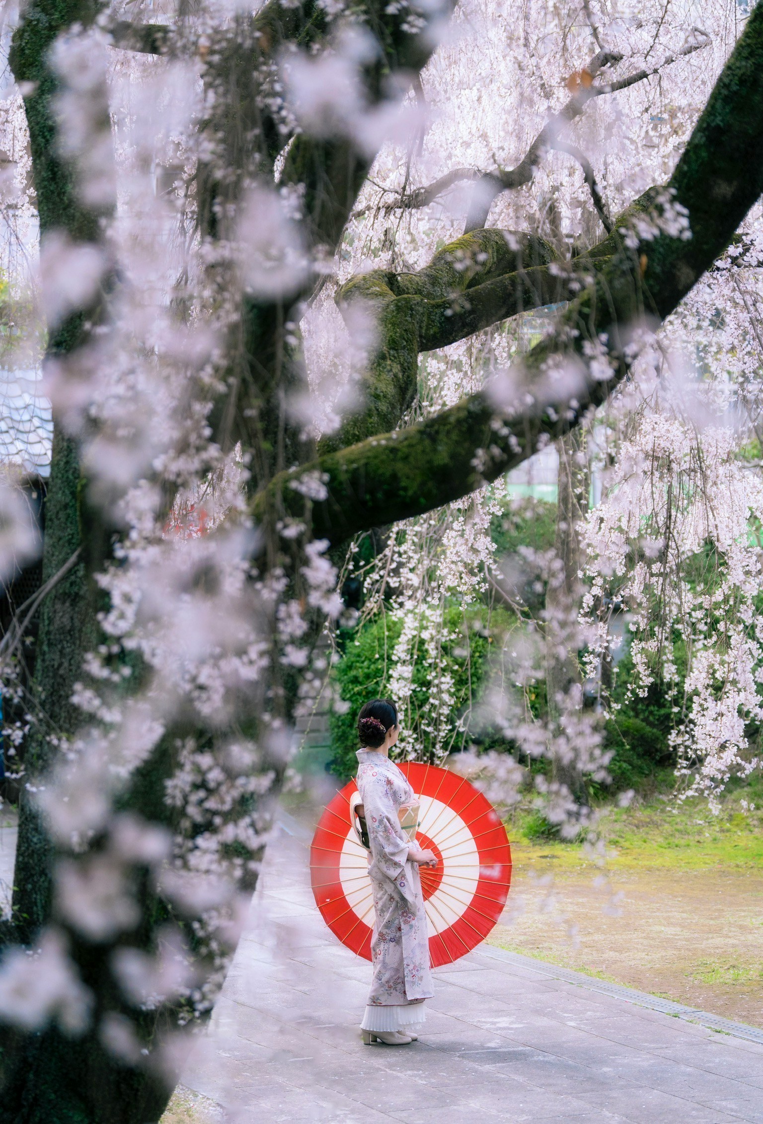 穿着和服的女性在樱花树下拿着红伞