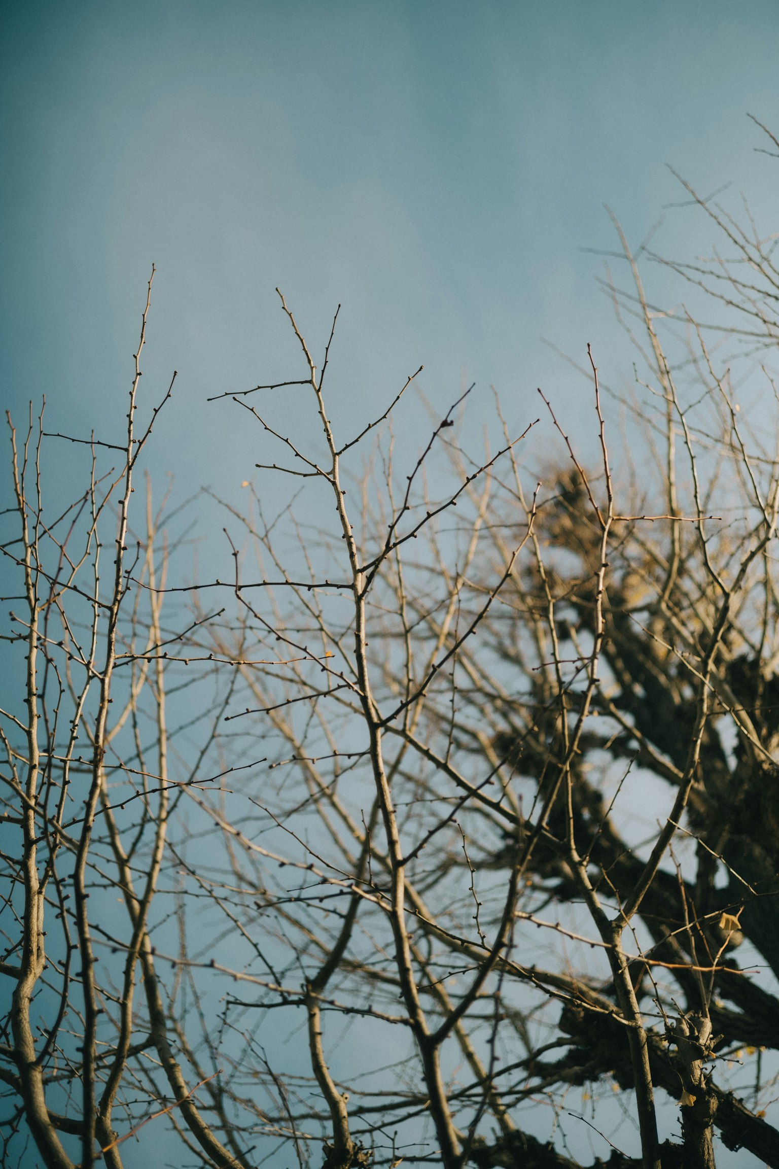 Silhouette of bare tree branches against a blue sky