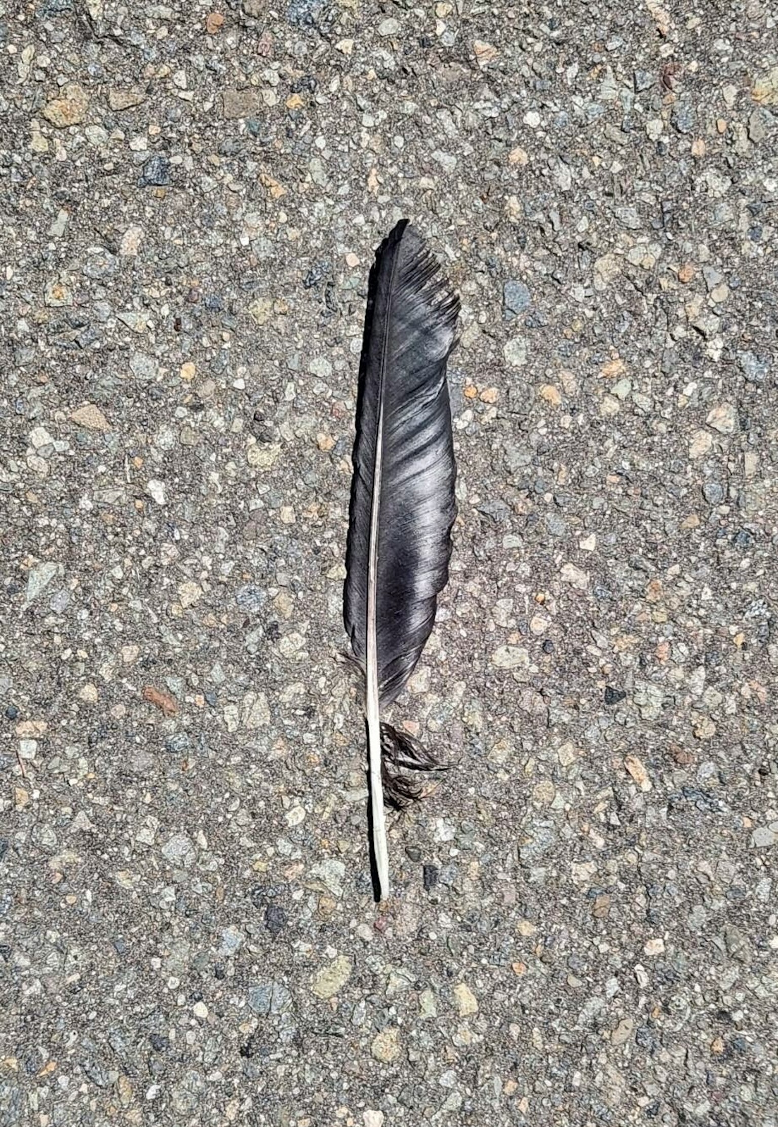 Une plume noire sur une surface grise texturée