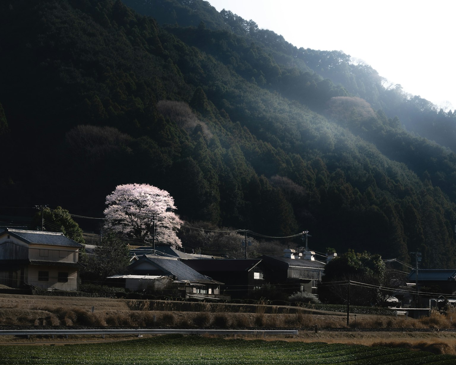 山中小村莊的風景，盛開的櫻花樹