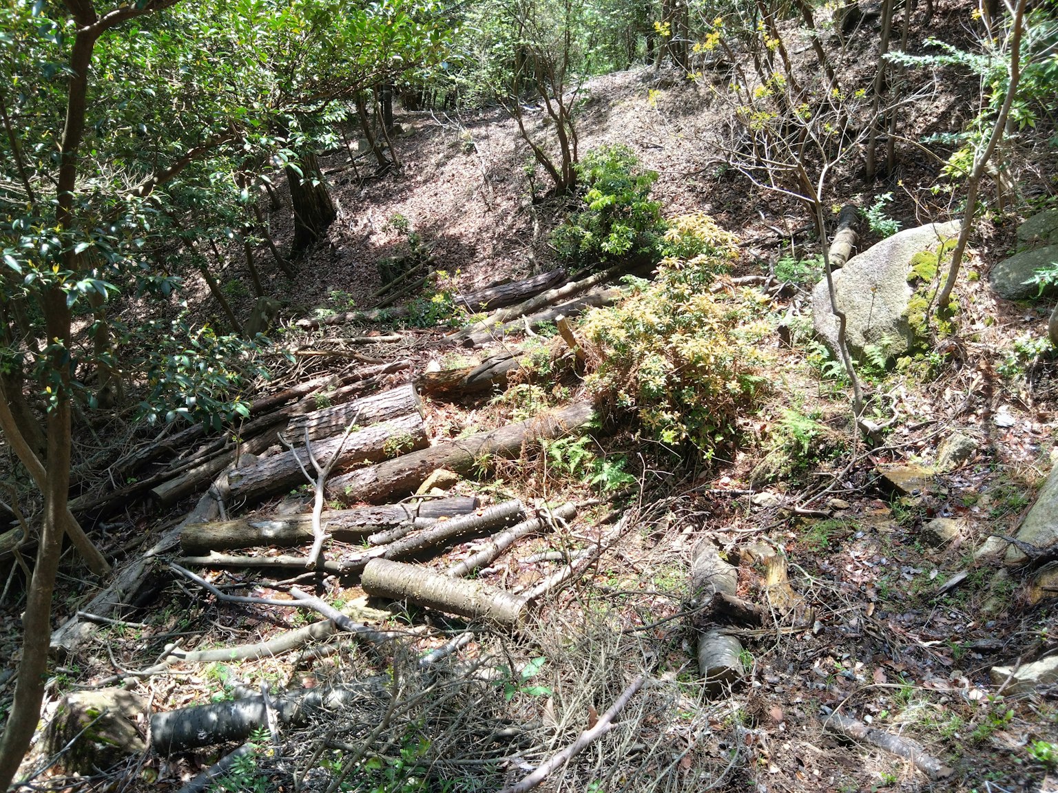 Paysage forestier avec des bûches tombées et une végétation dense