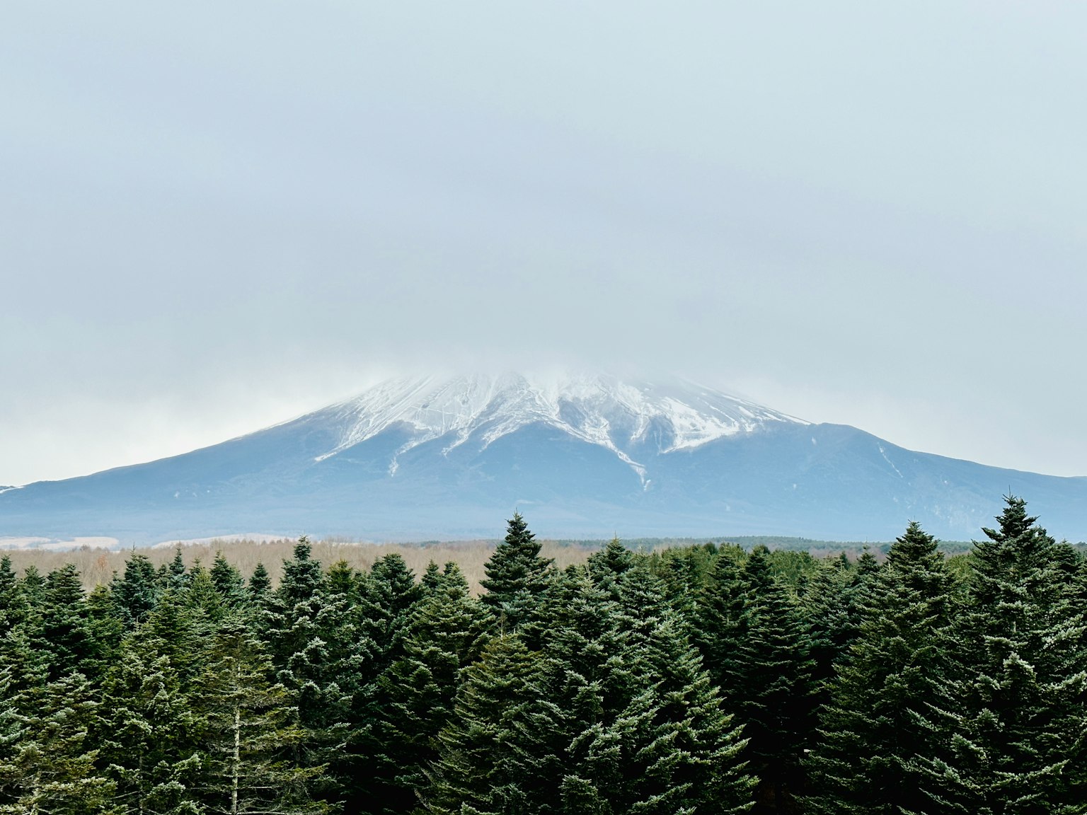 雪山與綠色針葉樹的前景