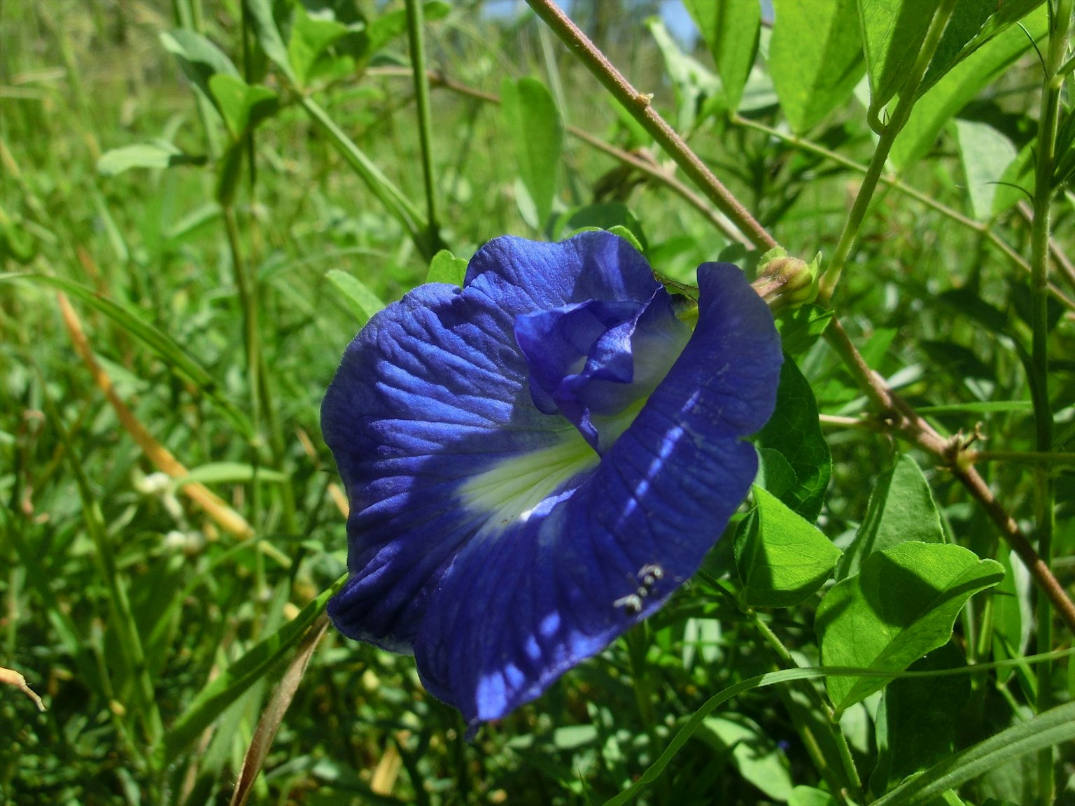 A vibrant blue flower surrounded by green leaves