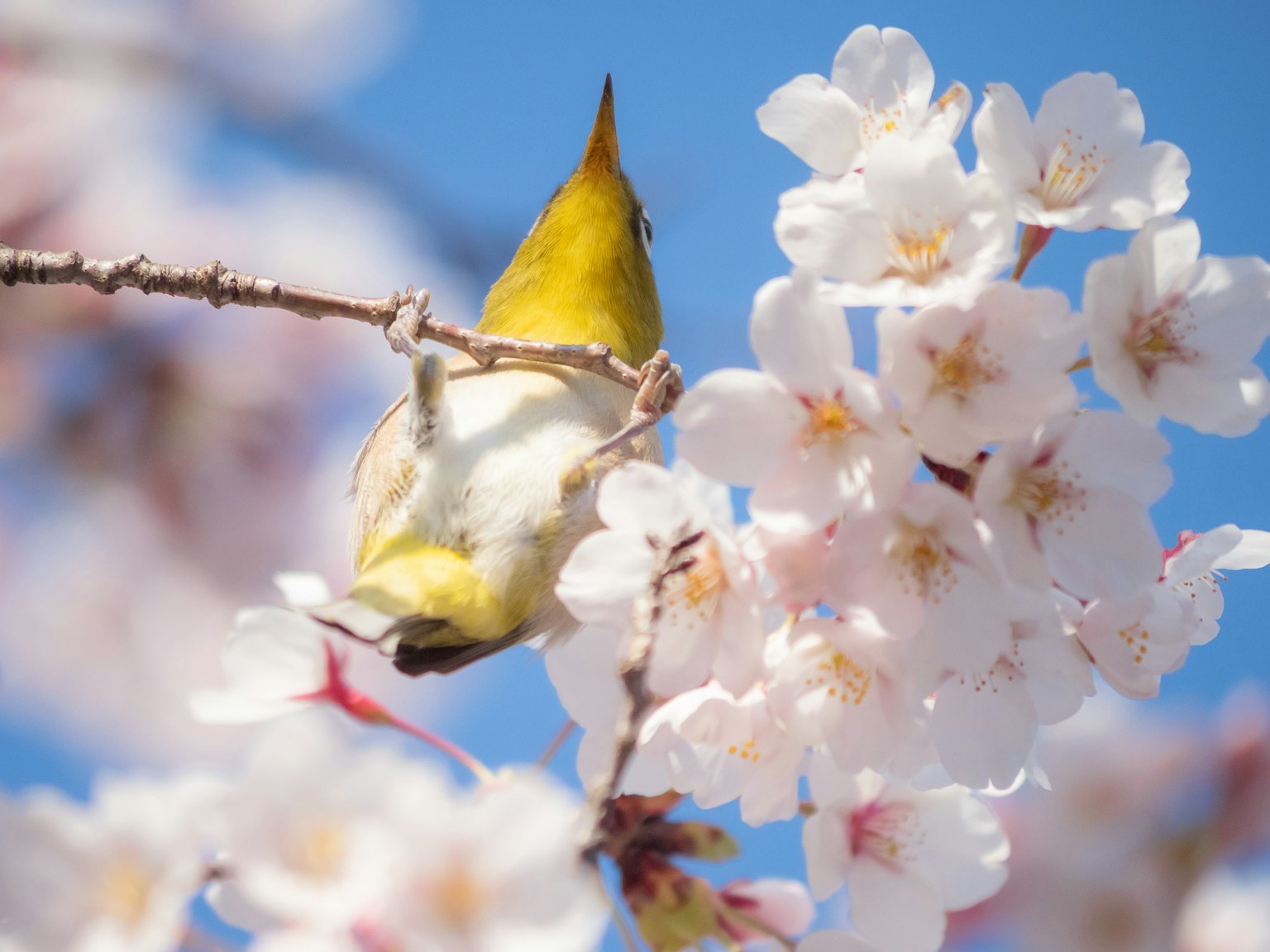 Oiseau jaune perché parmi les fleurs de cerisier dans un cadre printanier